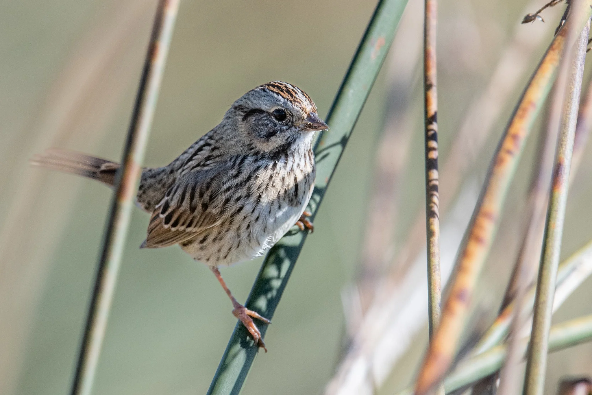 Lincoln's Sparrow (Melospiza lincolnii)