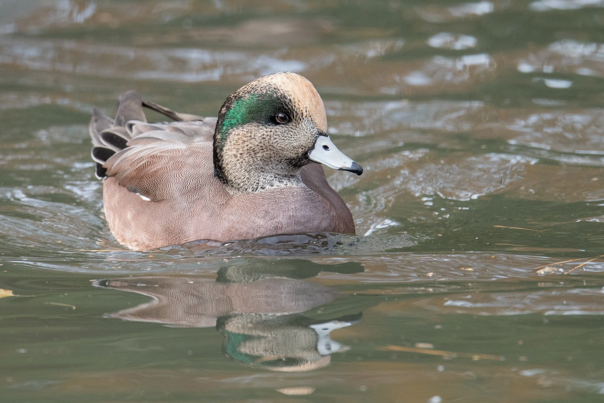 American Wigeon (Mareca americana)