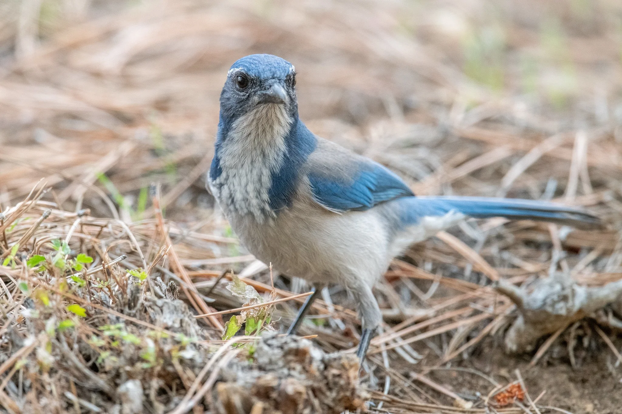 California Scrub-Jay (Aphelocoma californica)
