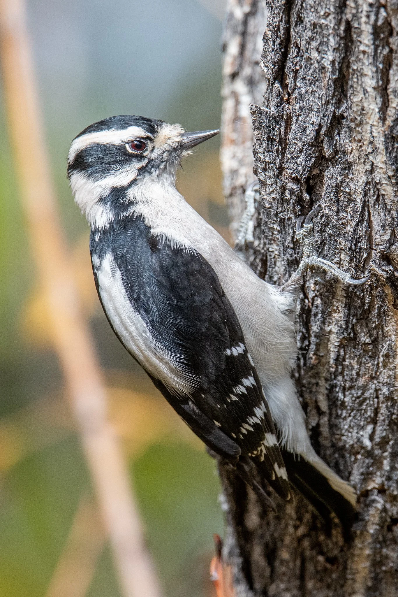 Downy Woodpecker (Dryobates pubescens)