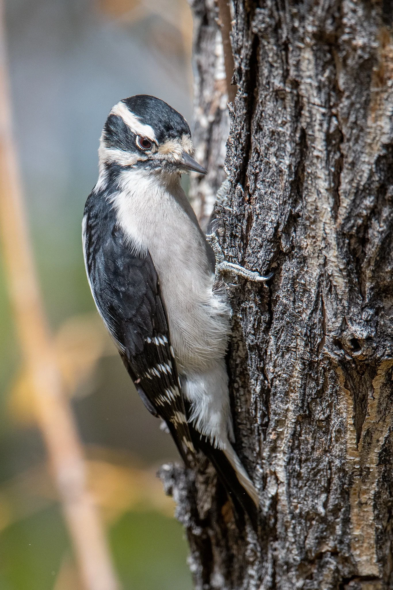 Downy Woodpecker (Dryobates pubescens)