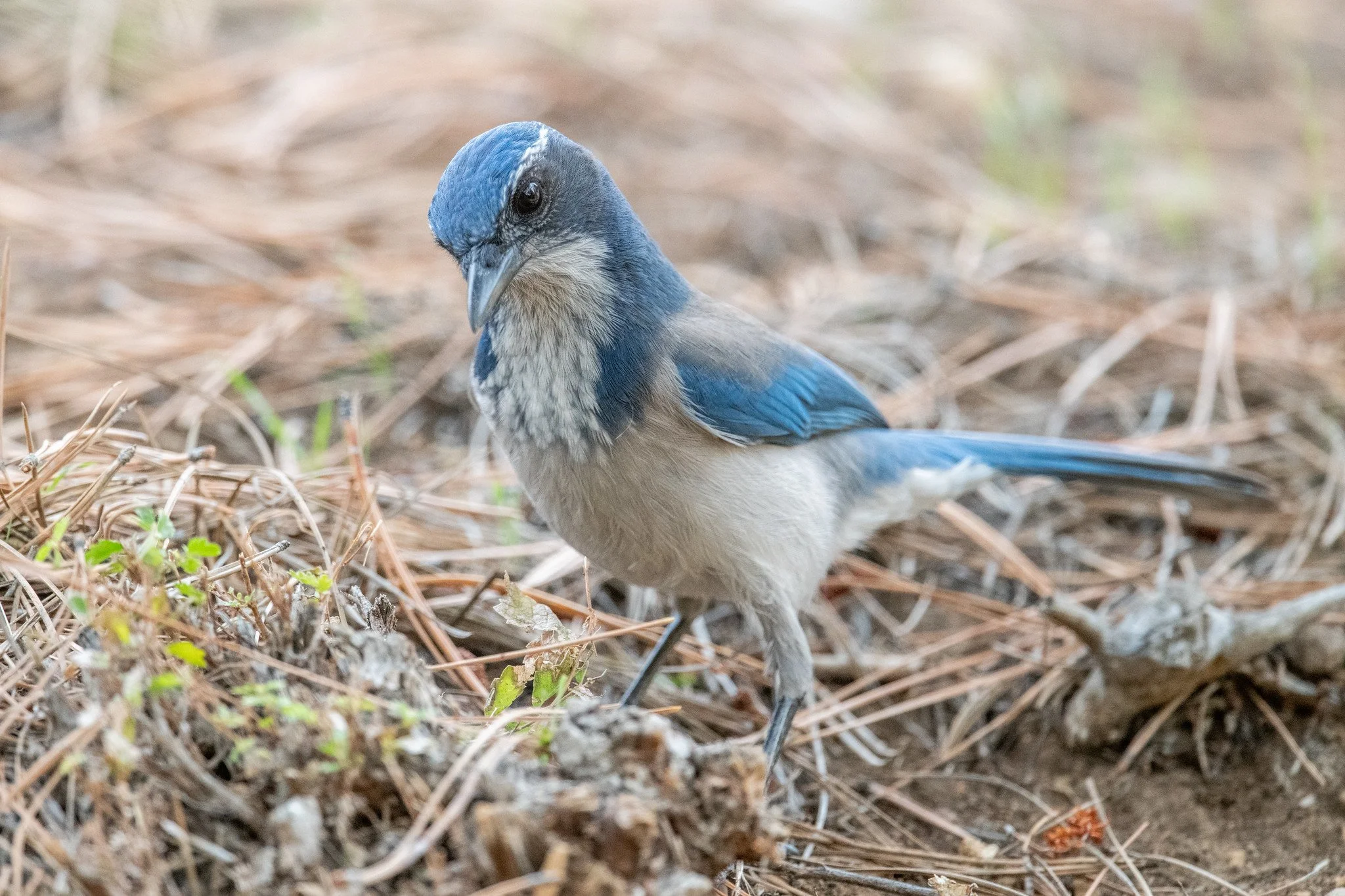 California Scrub-Jay (Aphelocoma californica)