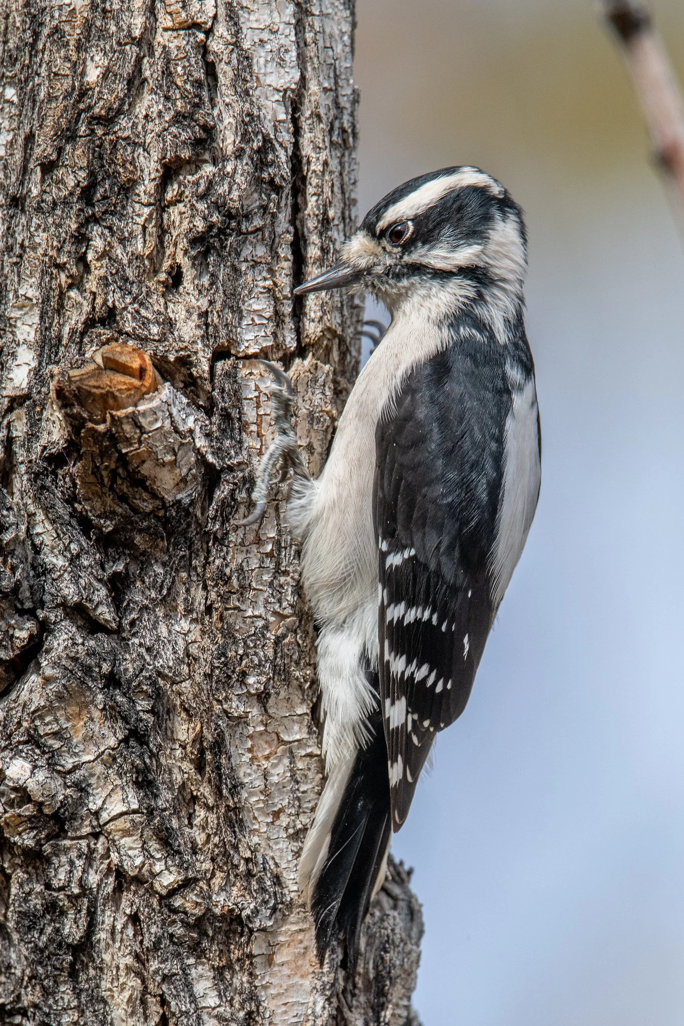 Downy Woodpecker (Dryobates pubescens)