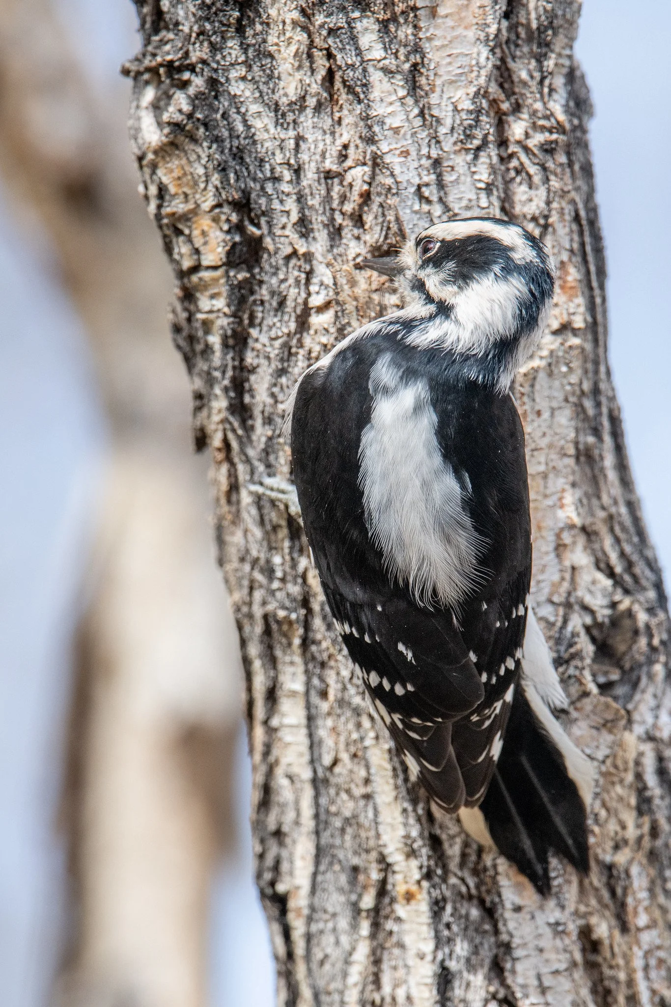 Downy Woodpecker (Dryobates pubescens)