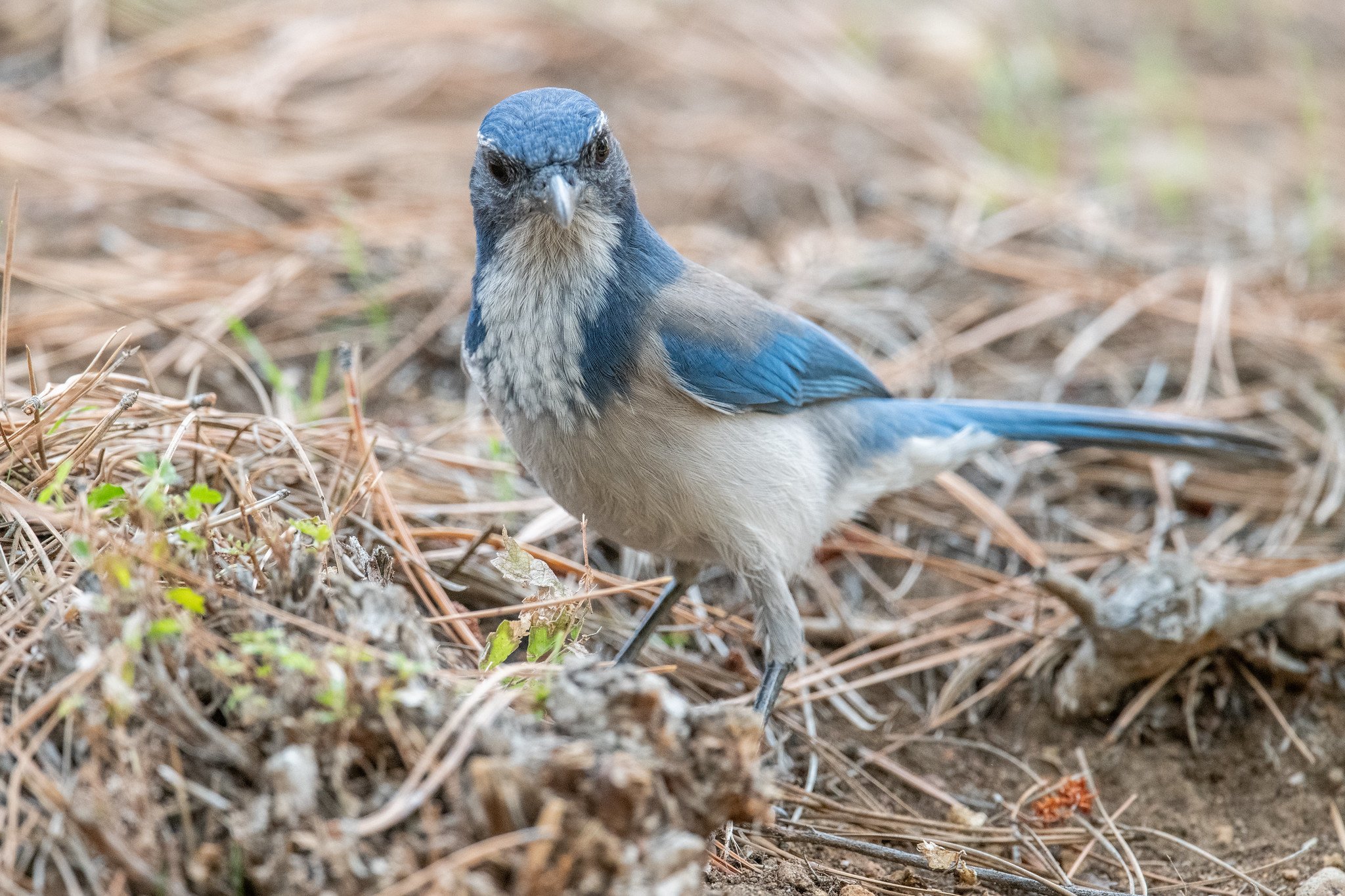 California Scrub-Jay (Aphelocoma californica)