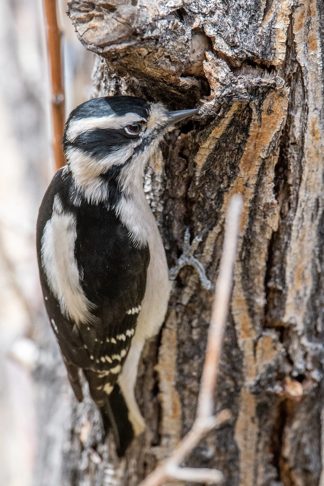 Downy Woodpecker (Dryobates pubescens)