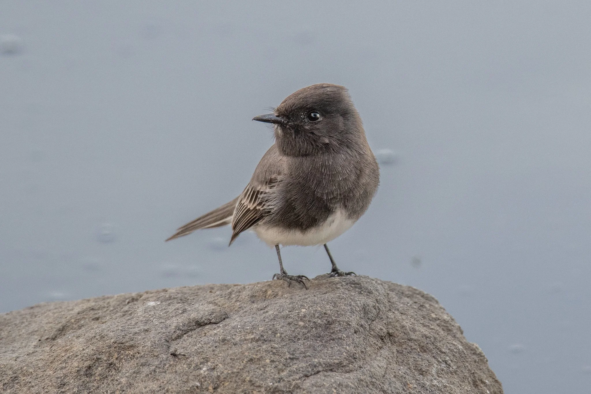 Black Phoebe (Sayornis nigricans)