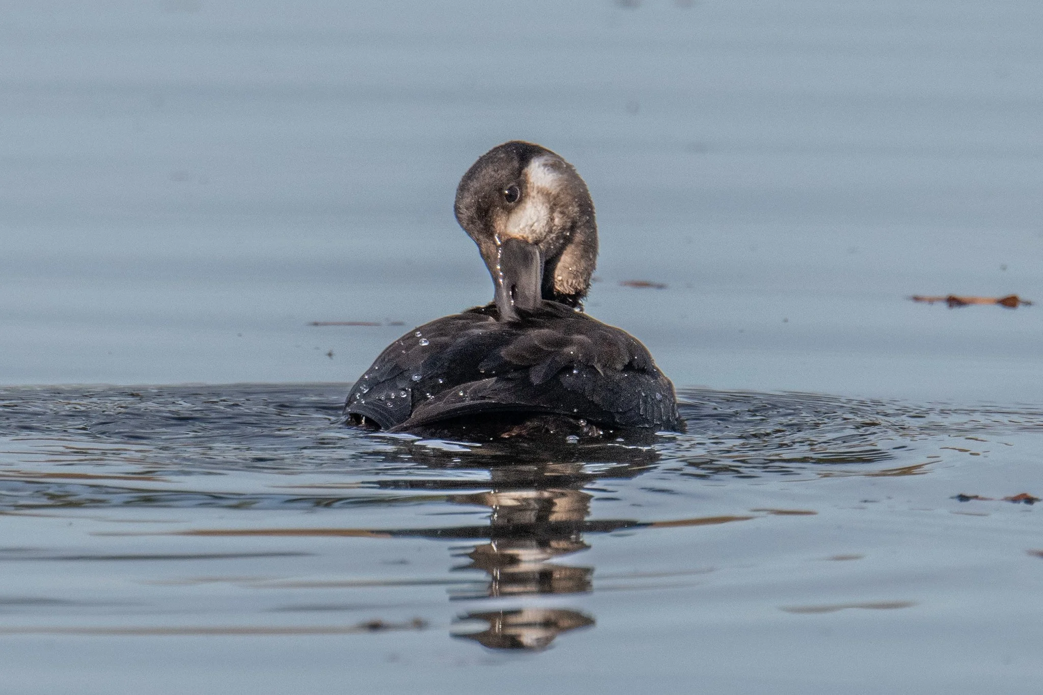Surf Scoter (Melanitta perspicillata)