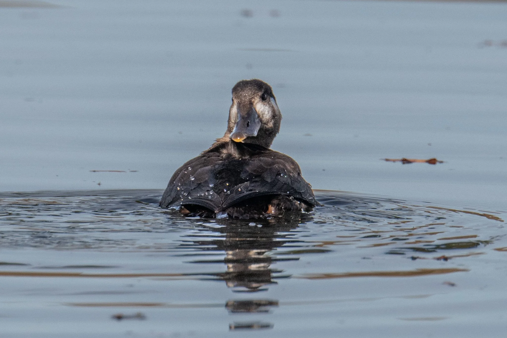 Surf Scoter (Melanitta perspicillata)