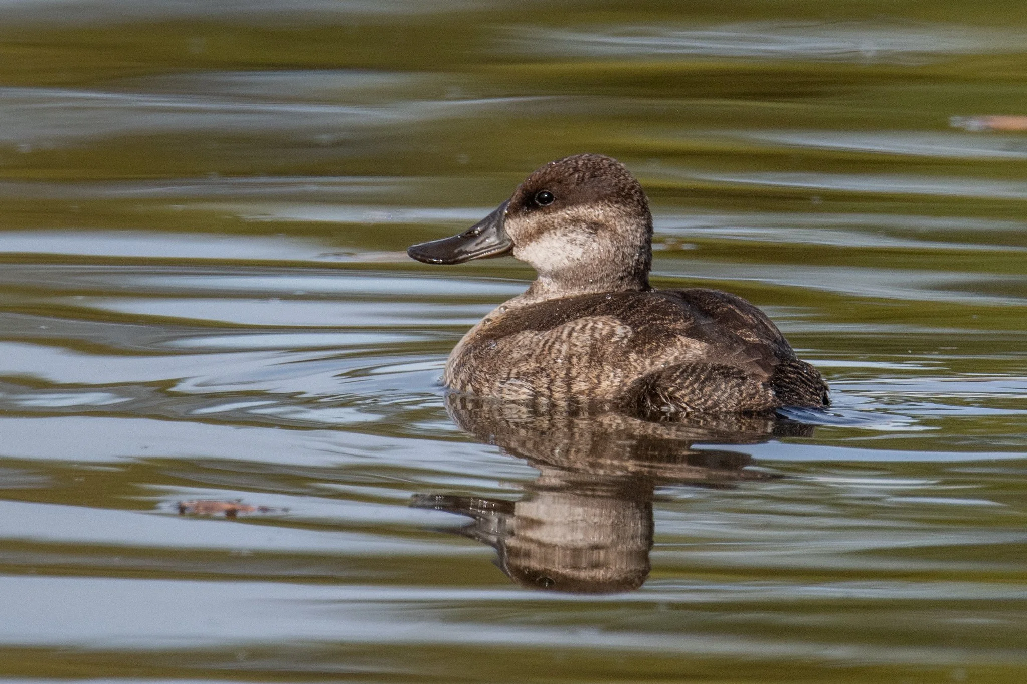 Ruddy Duck (Oxyura jamaicensis)