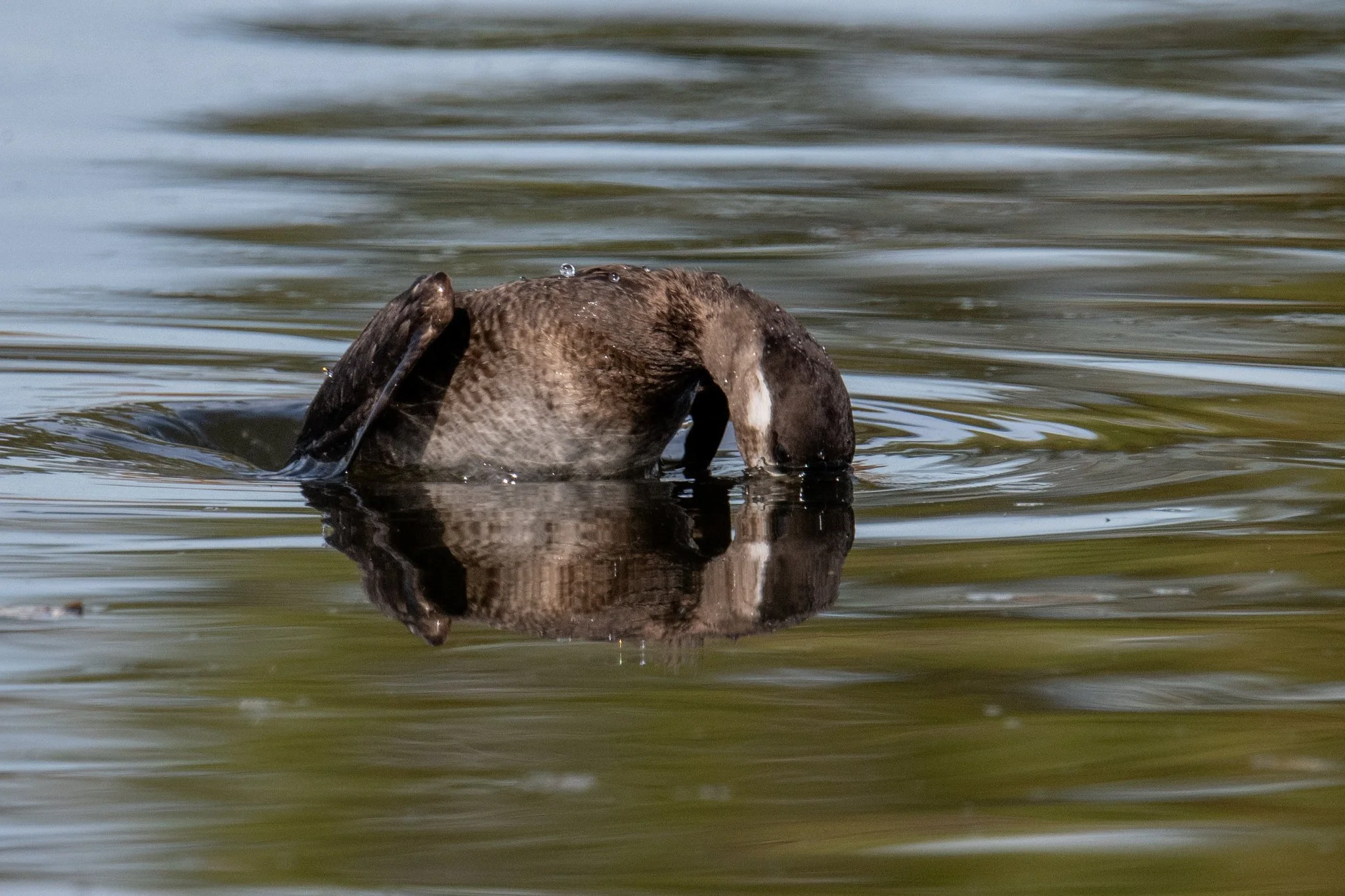 Surf Scoter (Melanitta perspicillata)