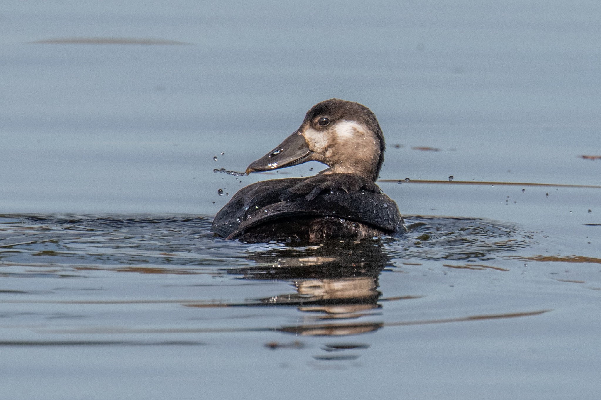 Surf Scoter (Melanitta perspicillata)