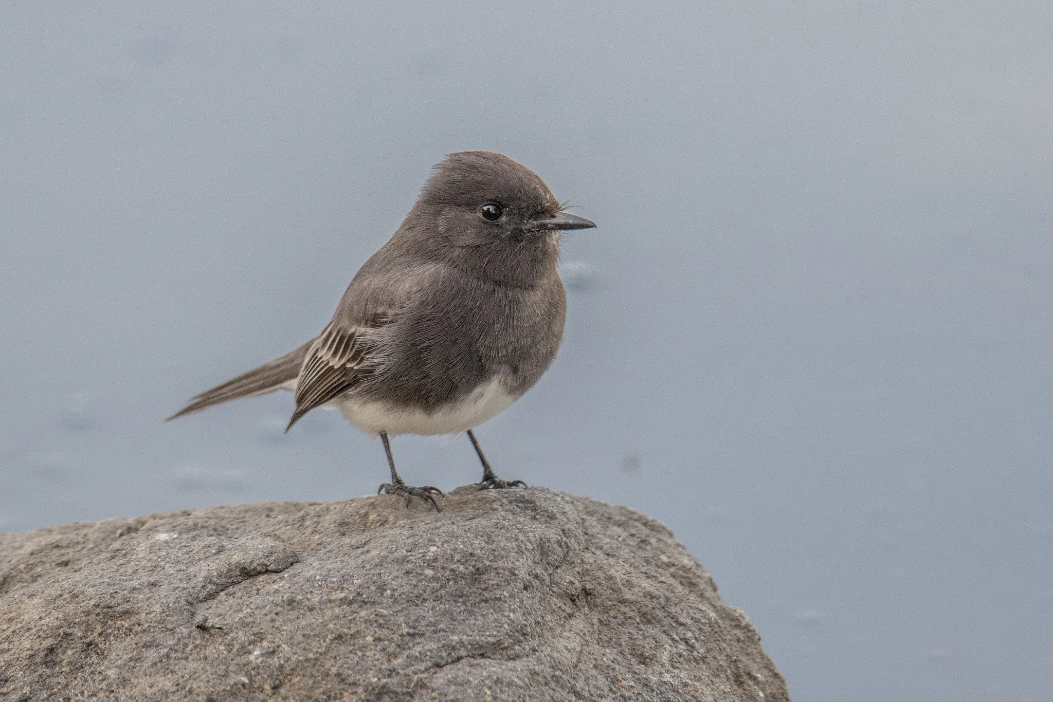 Black Phoebe (Sayornis nigricans)