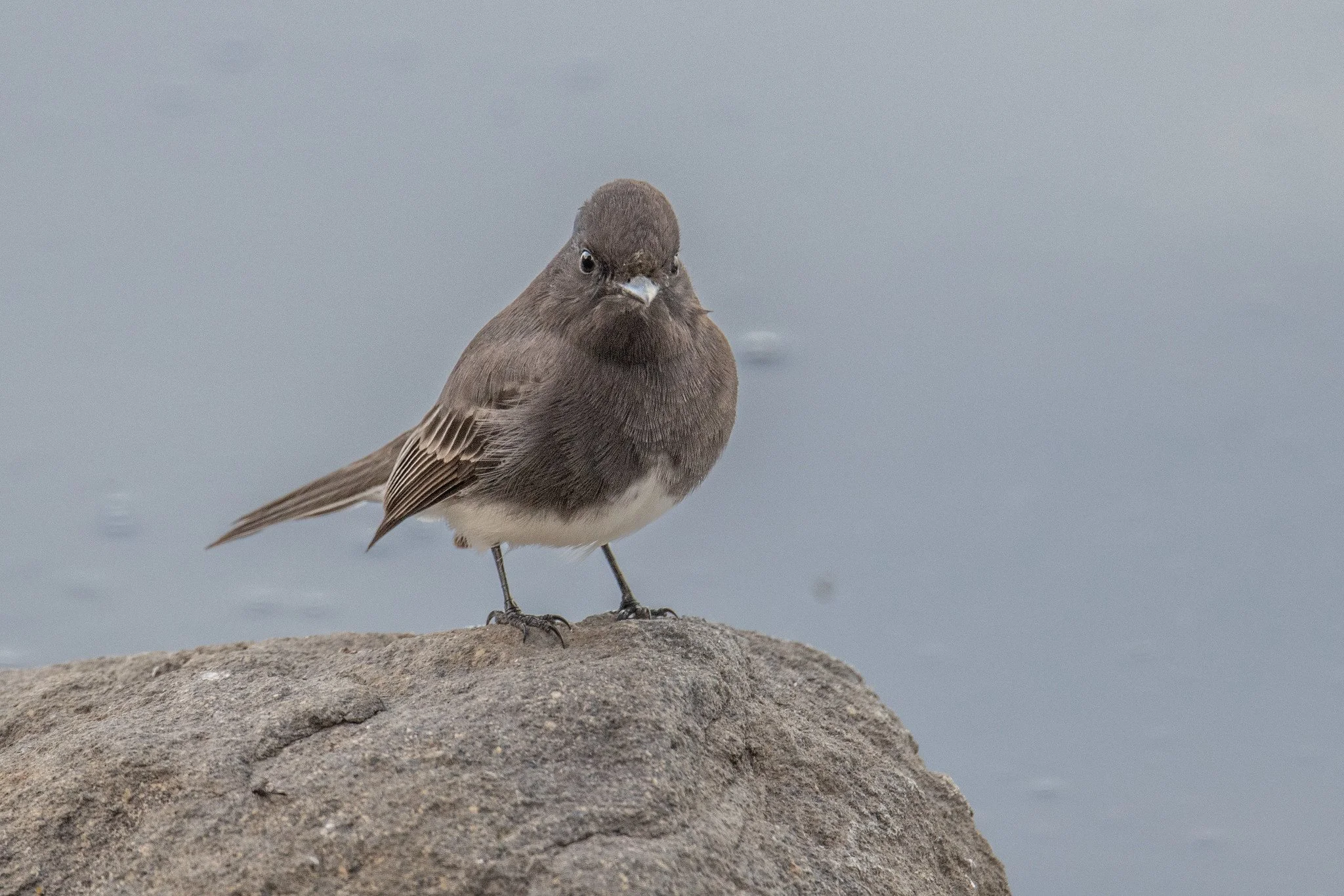 Black Phoebe (Sayornis nigricans)