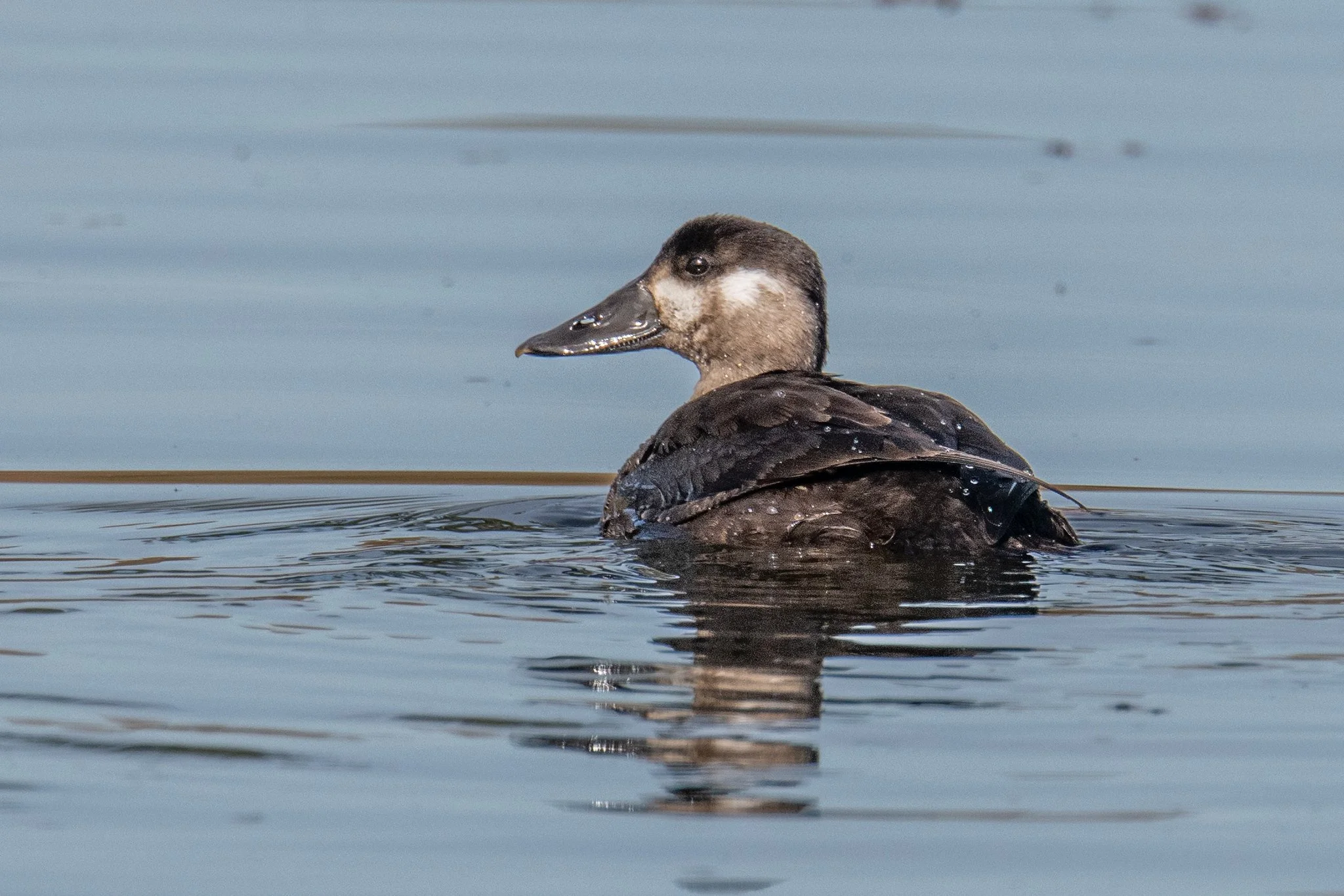 Surf Scoter (Melanitta perspicillata)