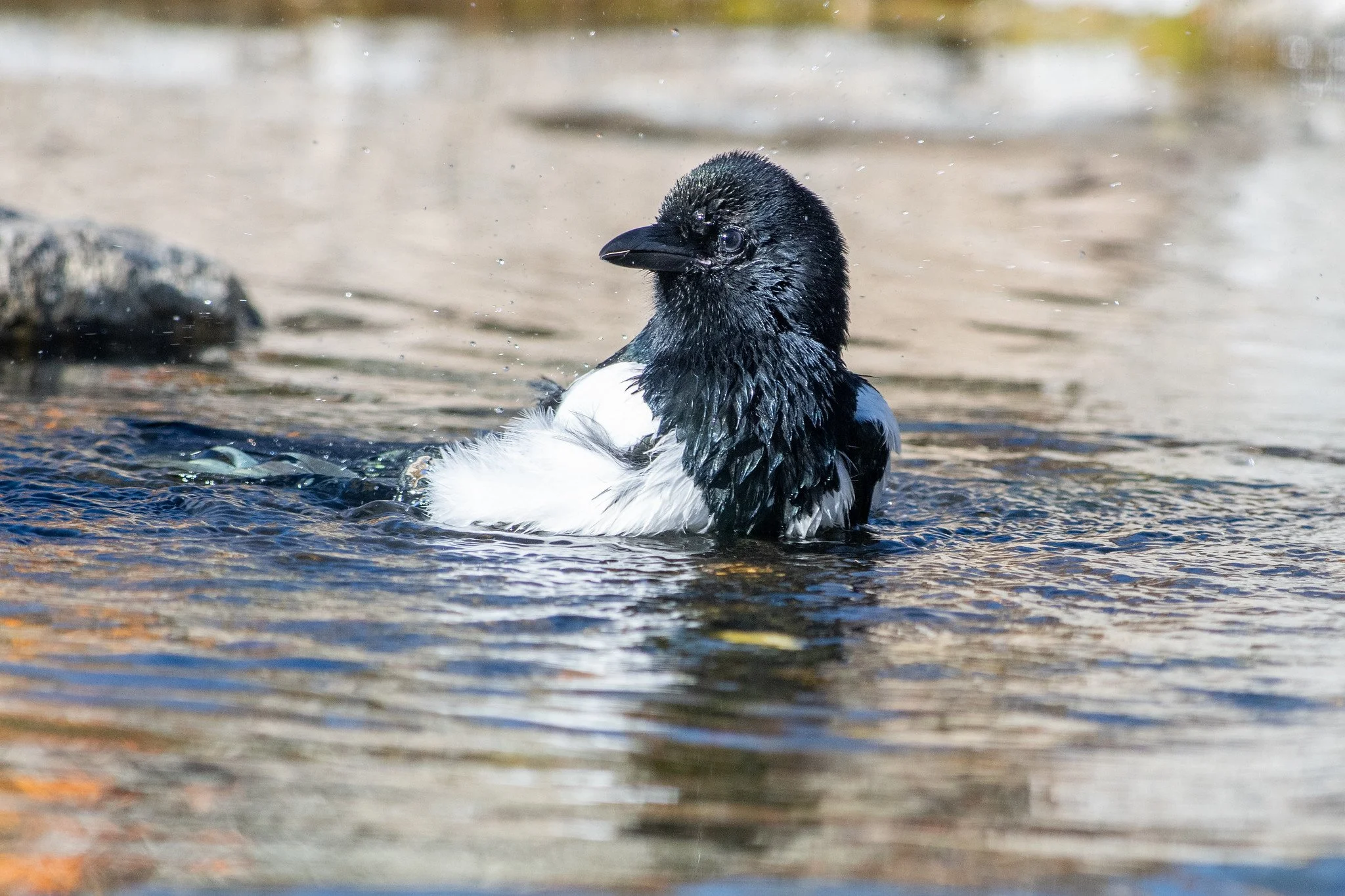 Black-billed Magpie (Pica hudsonia)