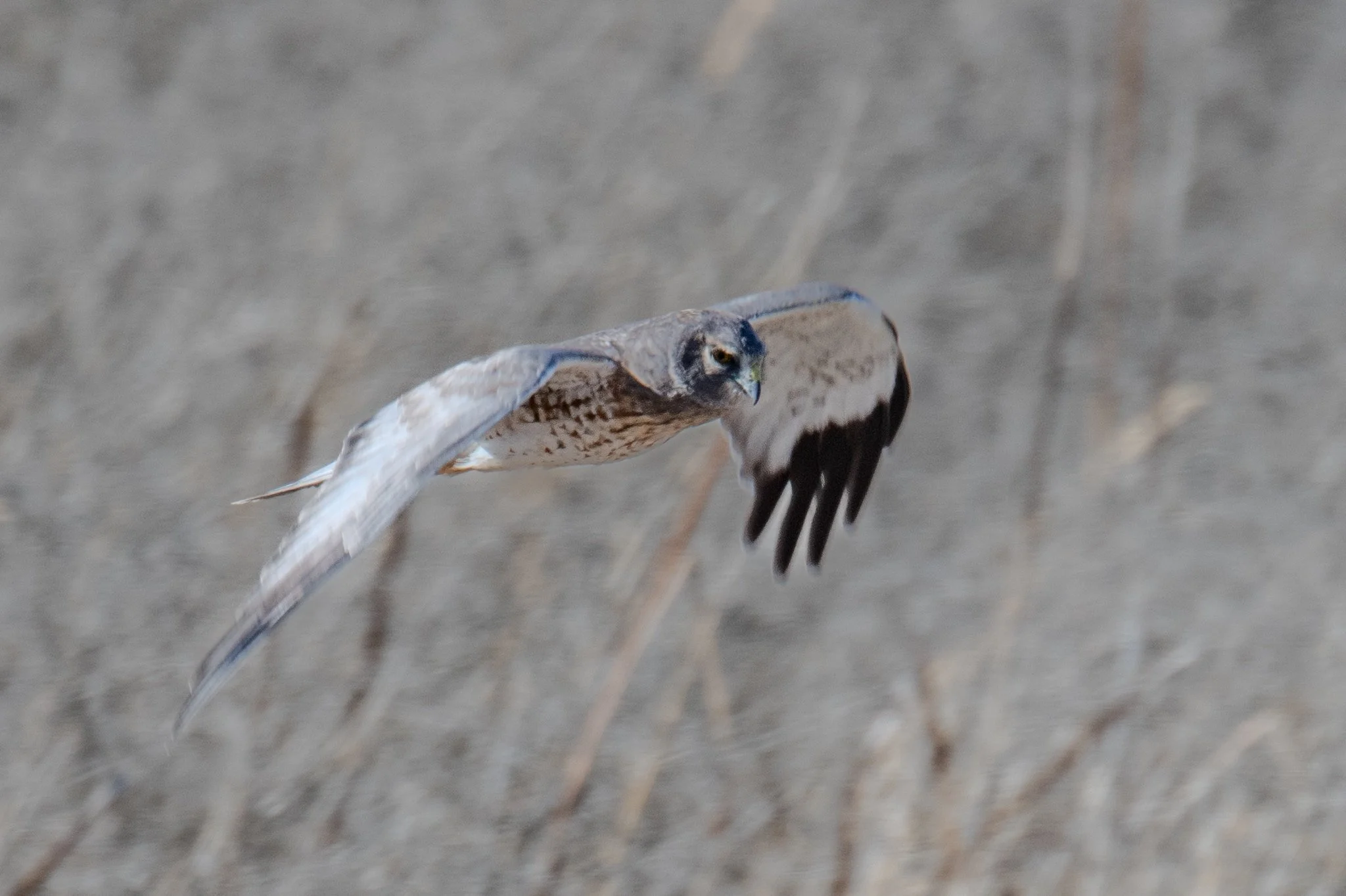 Northern Harrier (Circus hudsonius)