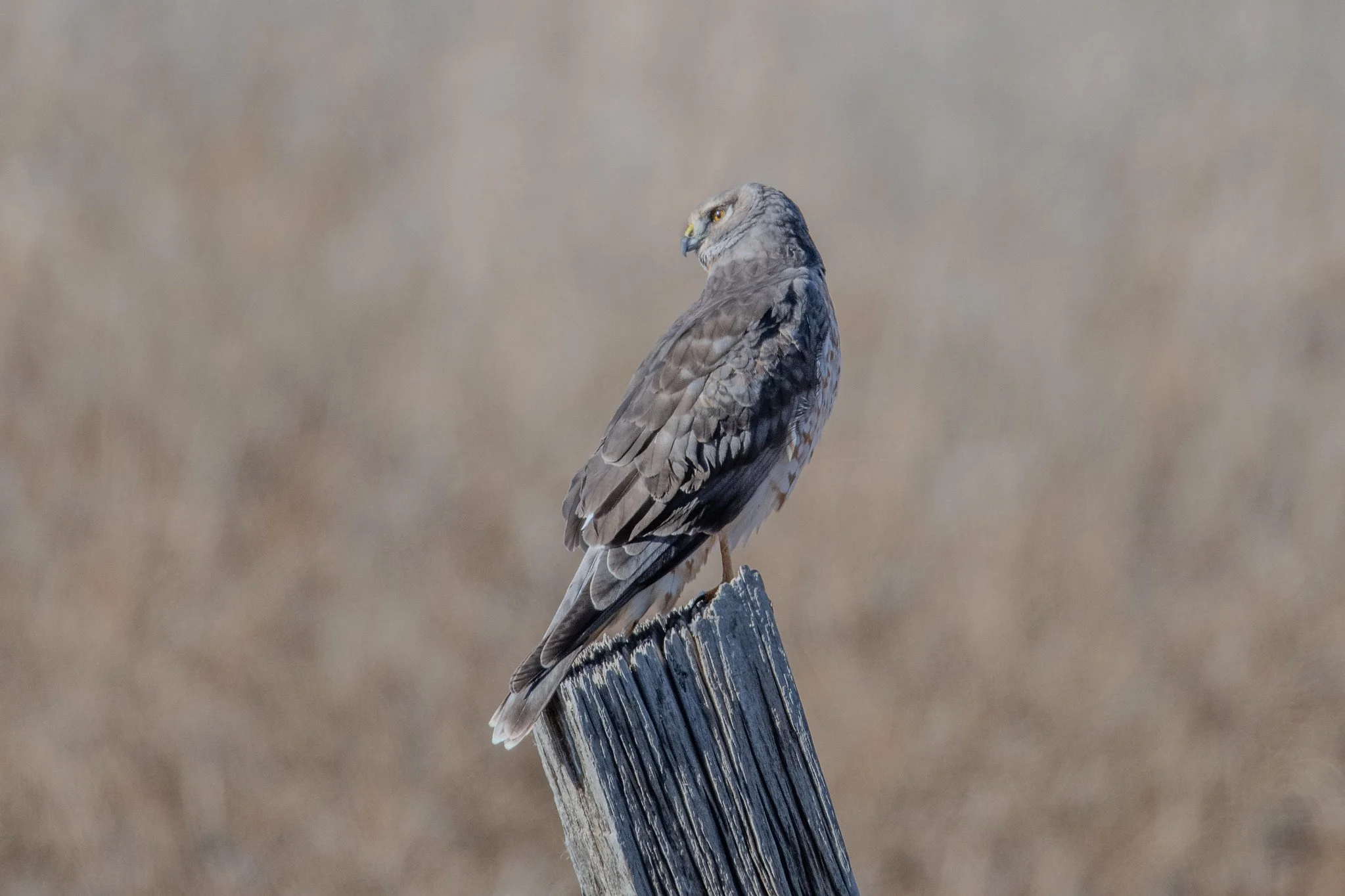 Northern Harrier (Circus hudsonius)