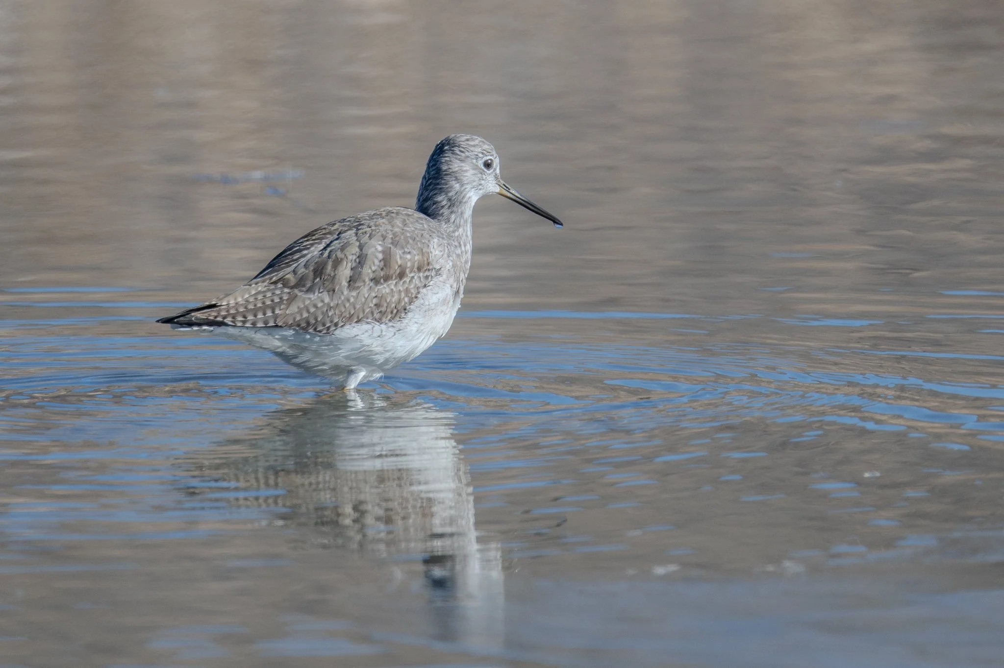 Greater Yellowlegs (Tringa melanoleuca)