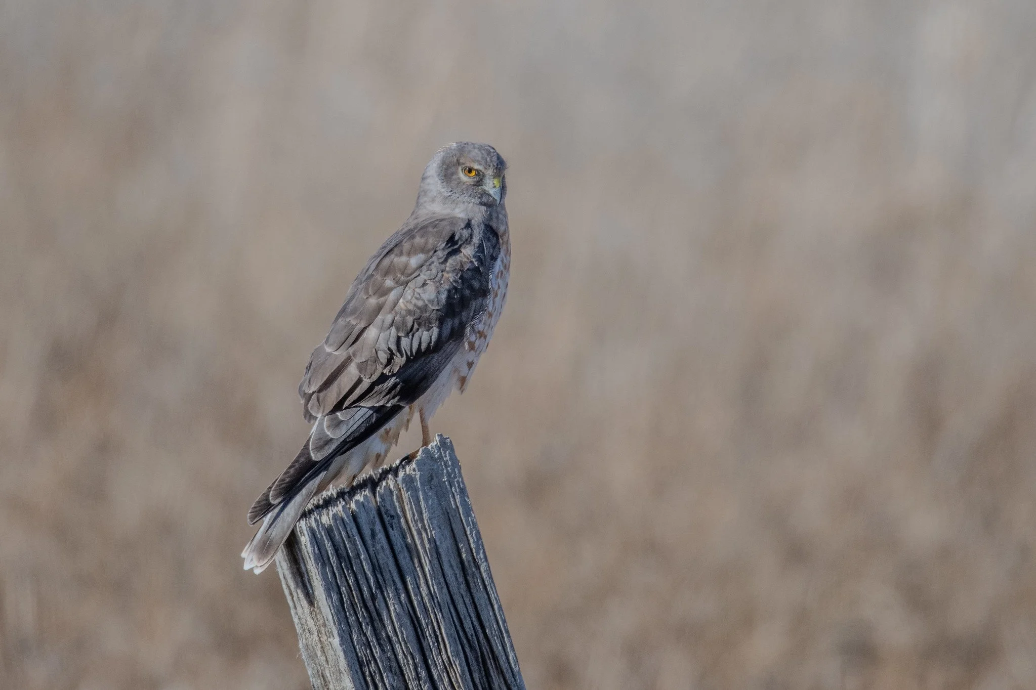 Northern Harrier (Circus hudsonius)