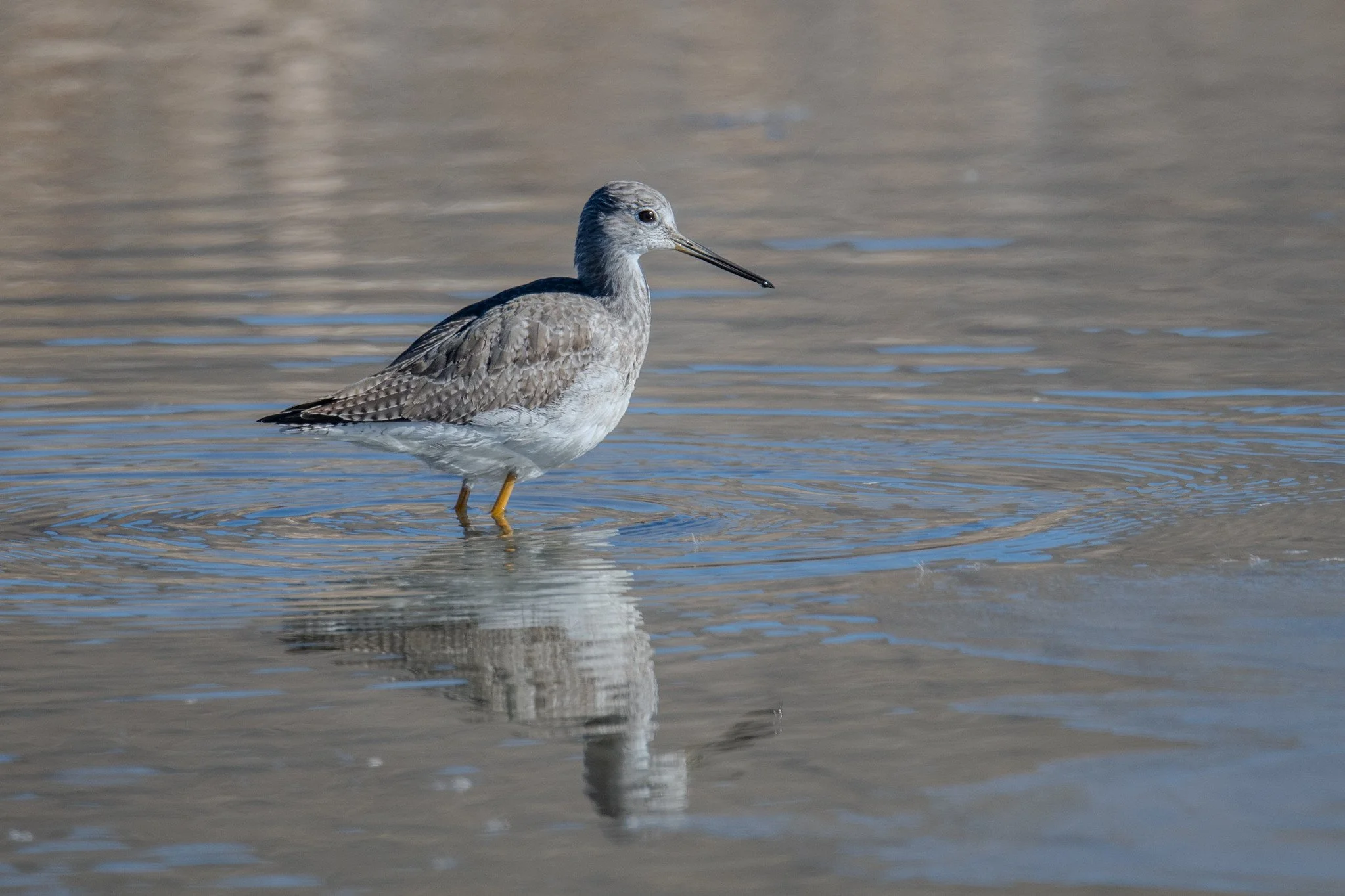 Greater Yellowlegs (Tringa melanoleuca)