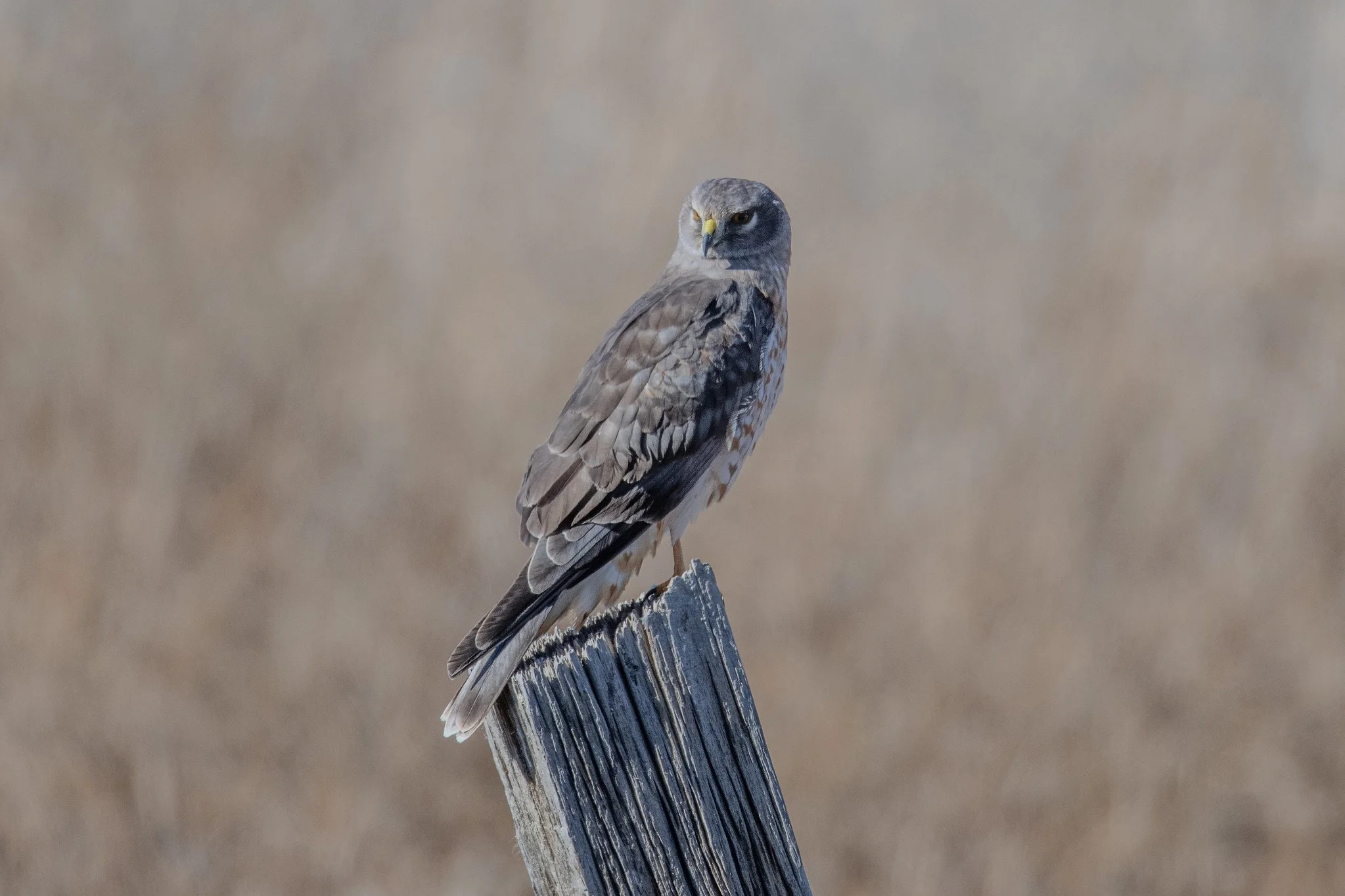 Northern Harrier (Circus hudsonius)