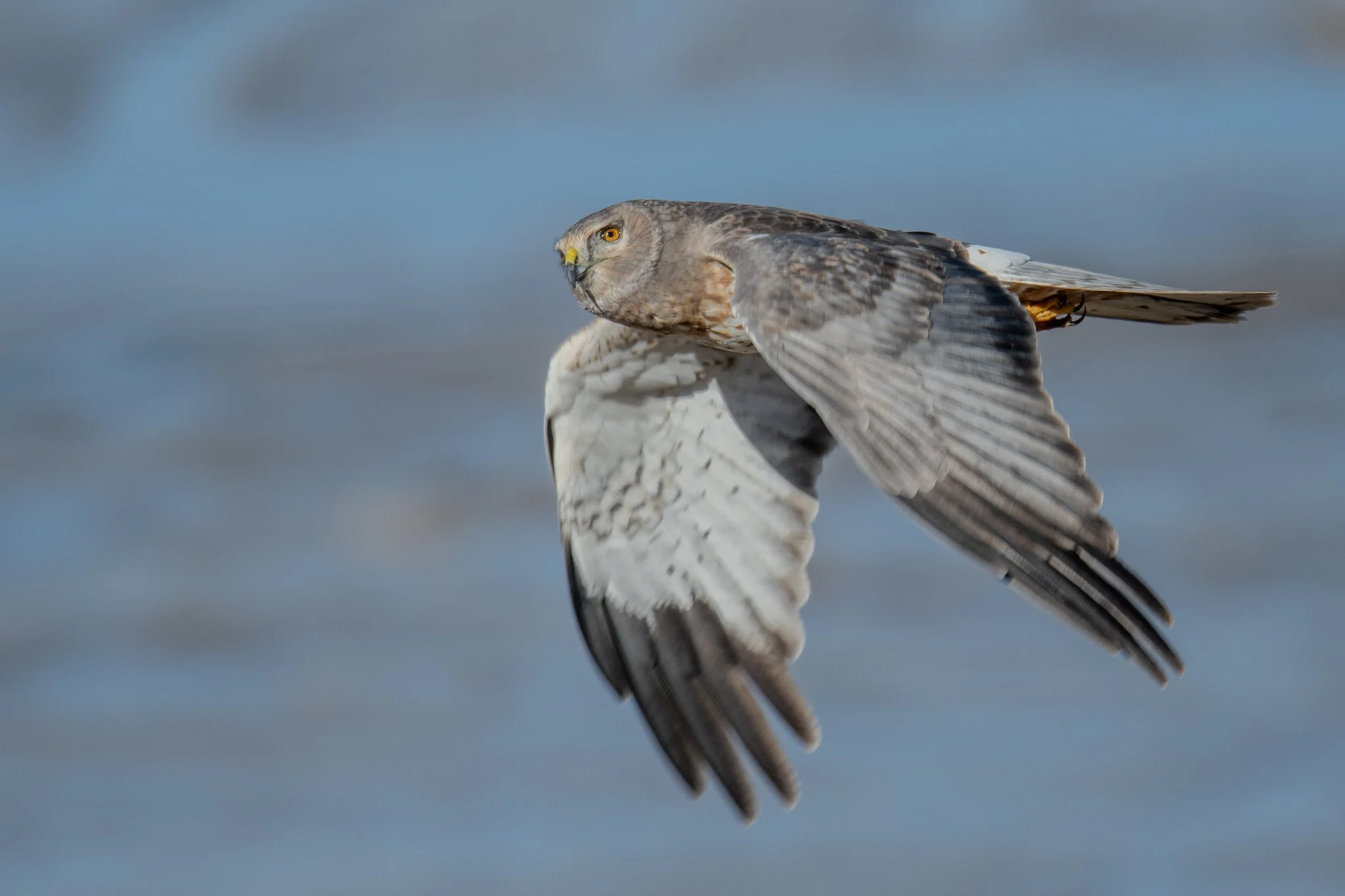 Northern Harrier (Circus hudsonius)