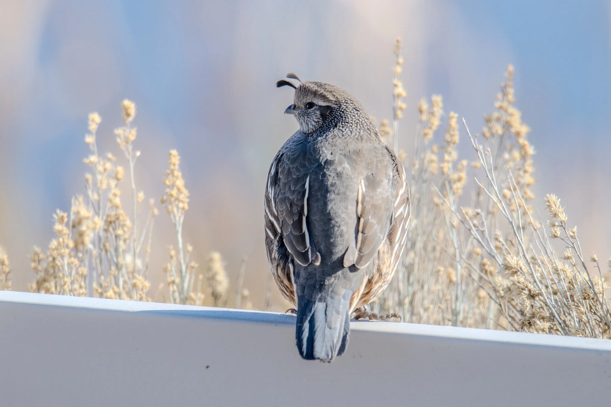 California Quail (Callipepla californica)