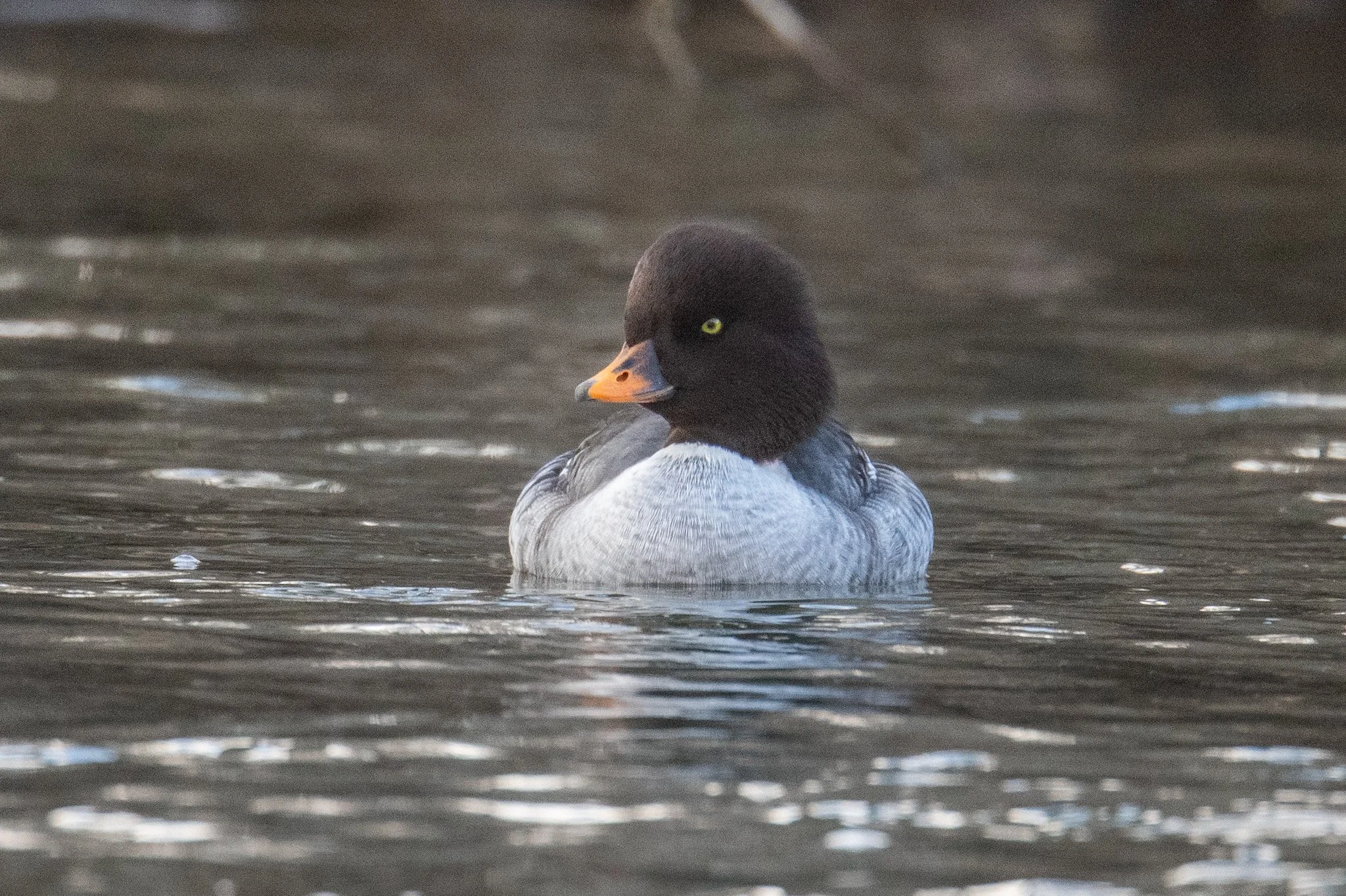 Barrow's Goldeneye (Bucephala islandica)