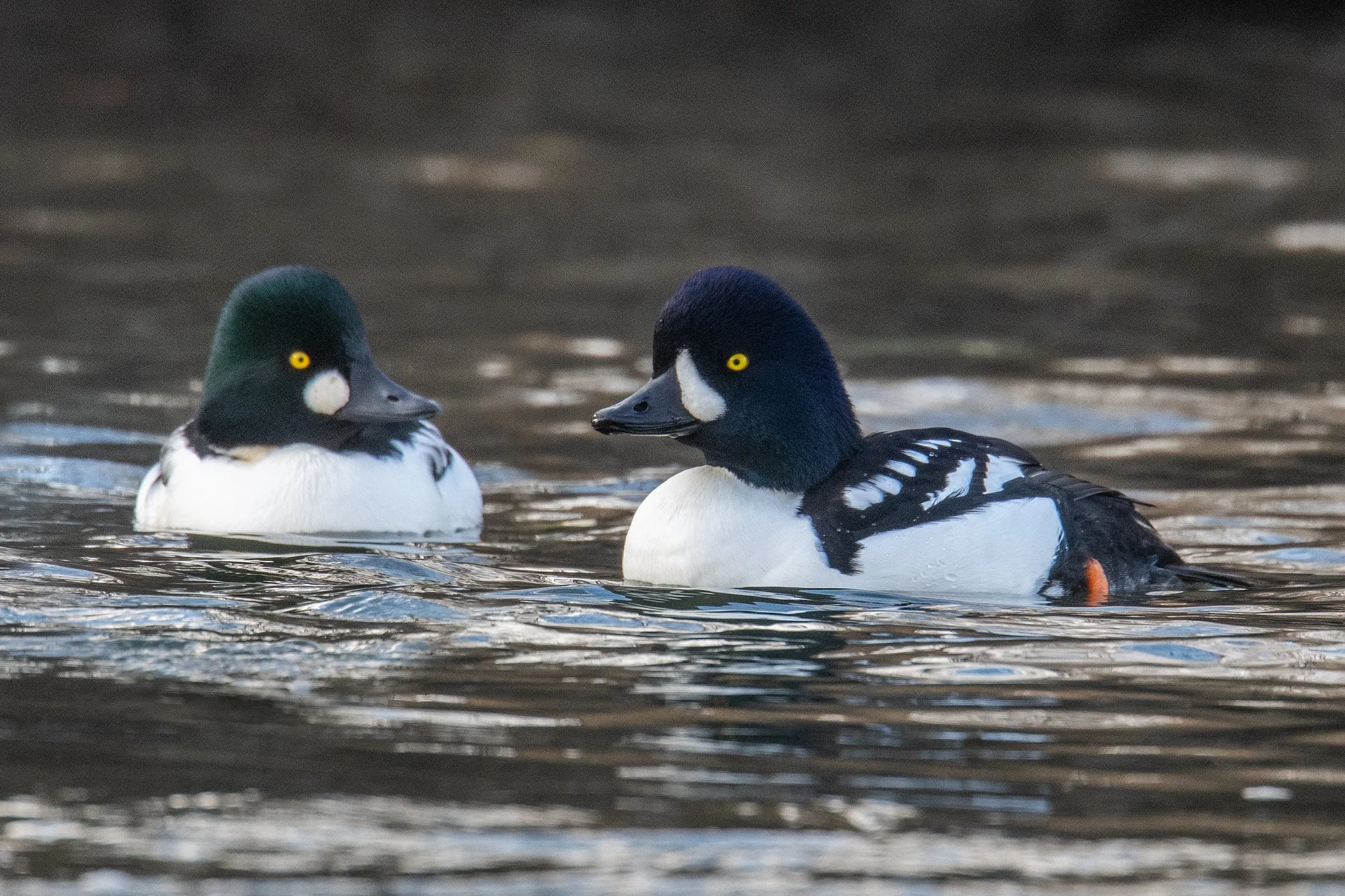 Barrow's Goldeneye (Bucephala islandica) and Common Goldeneye (Bucephala clangula)