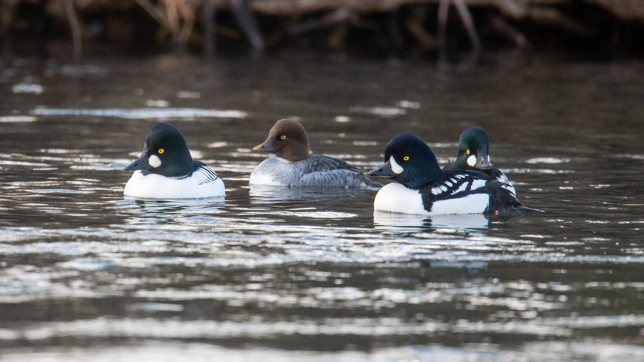 Barrow's Goldeneye (Bucephala islandica) and Common Goldeneye (Bucephala clangula)