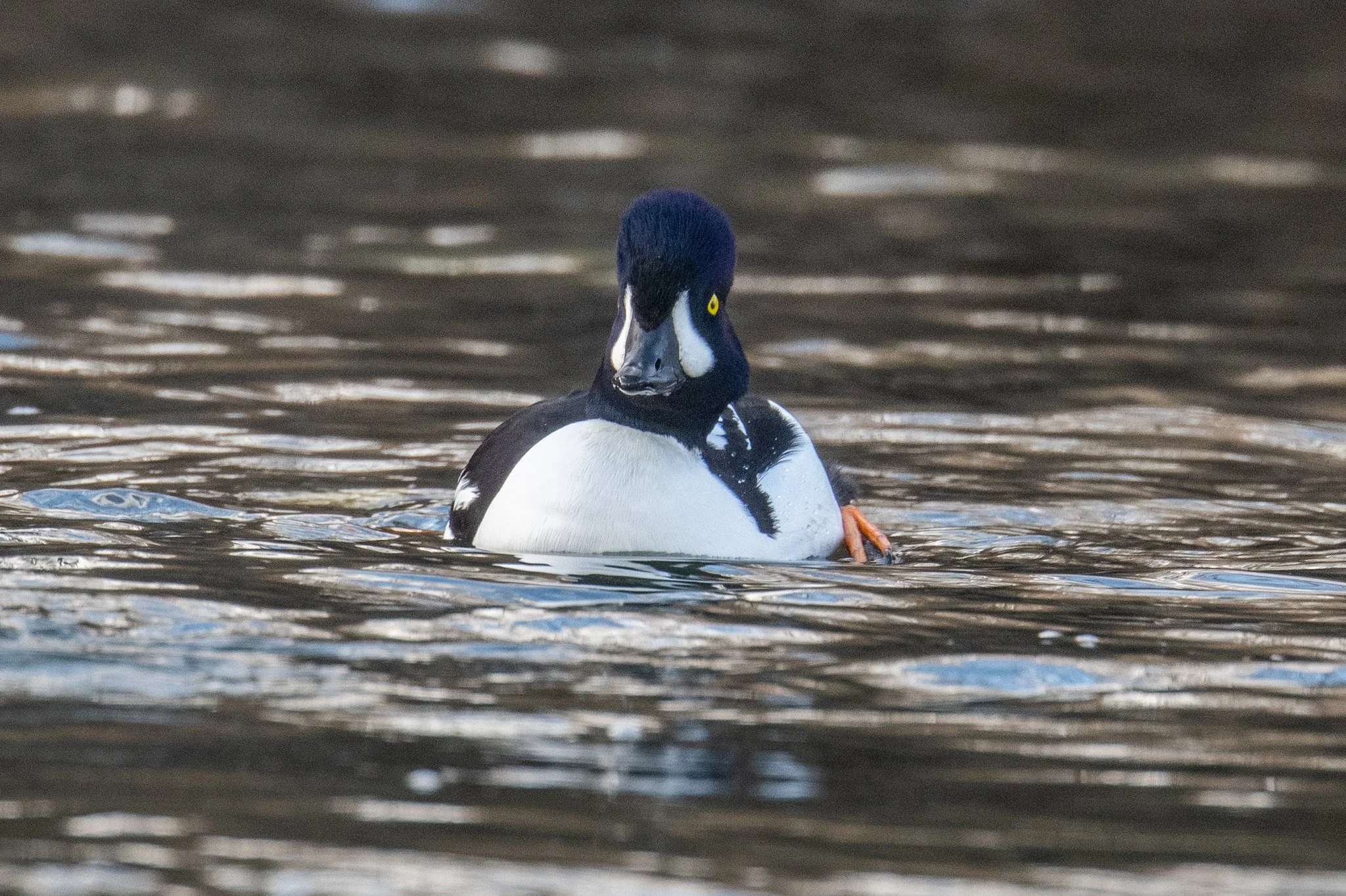 Barrow's Goldeneye (Bucephala islandica)