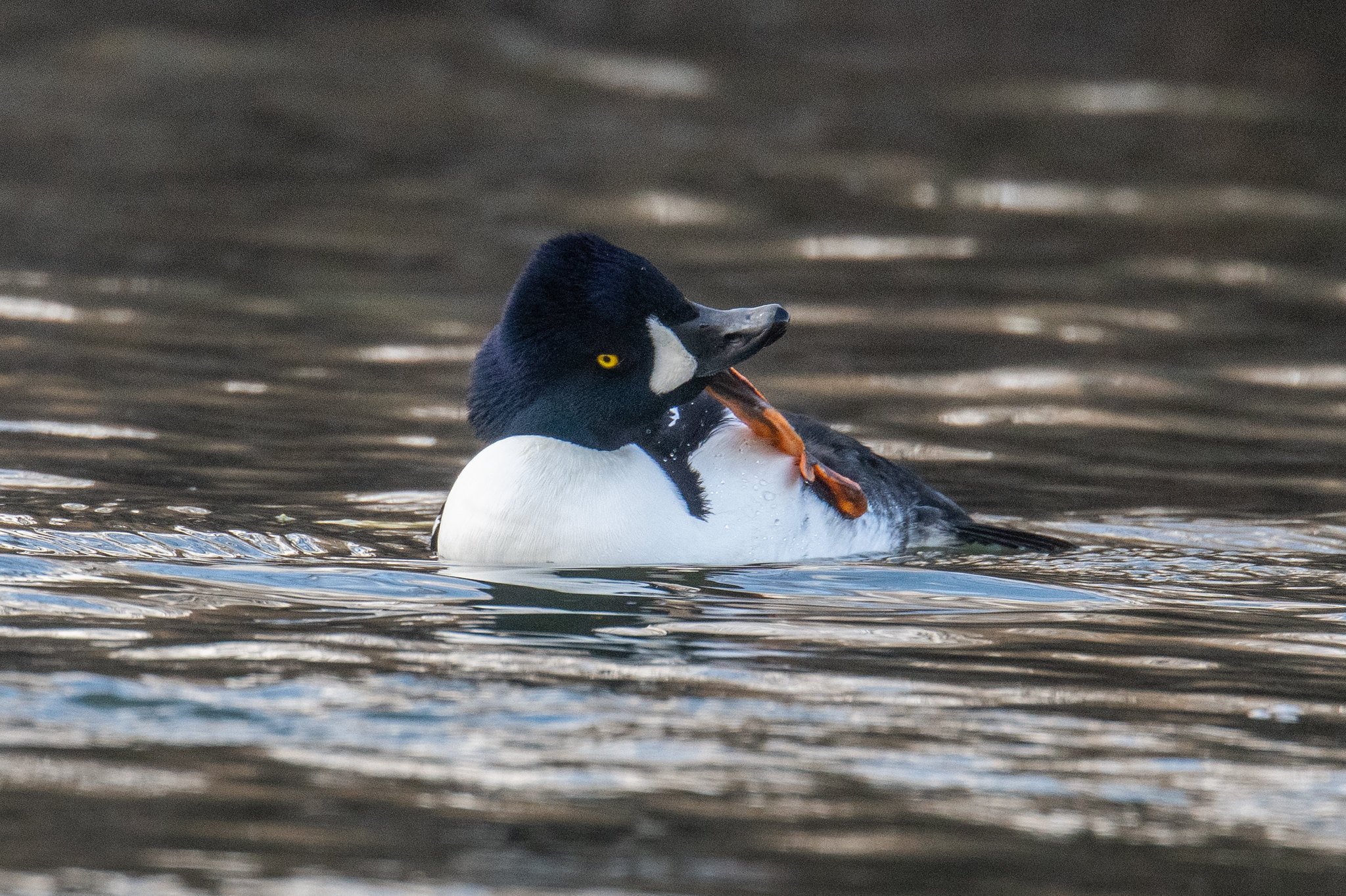 Barrow's Goldeneye (Bucephala islandica)