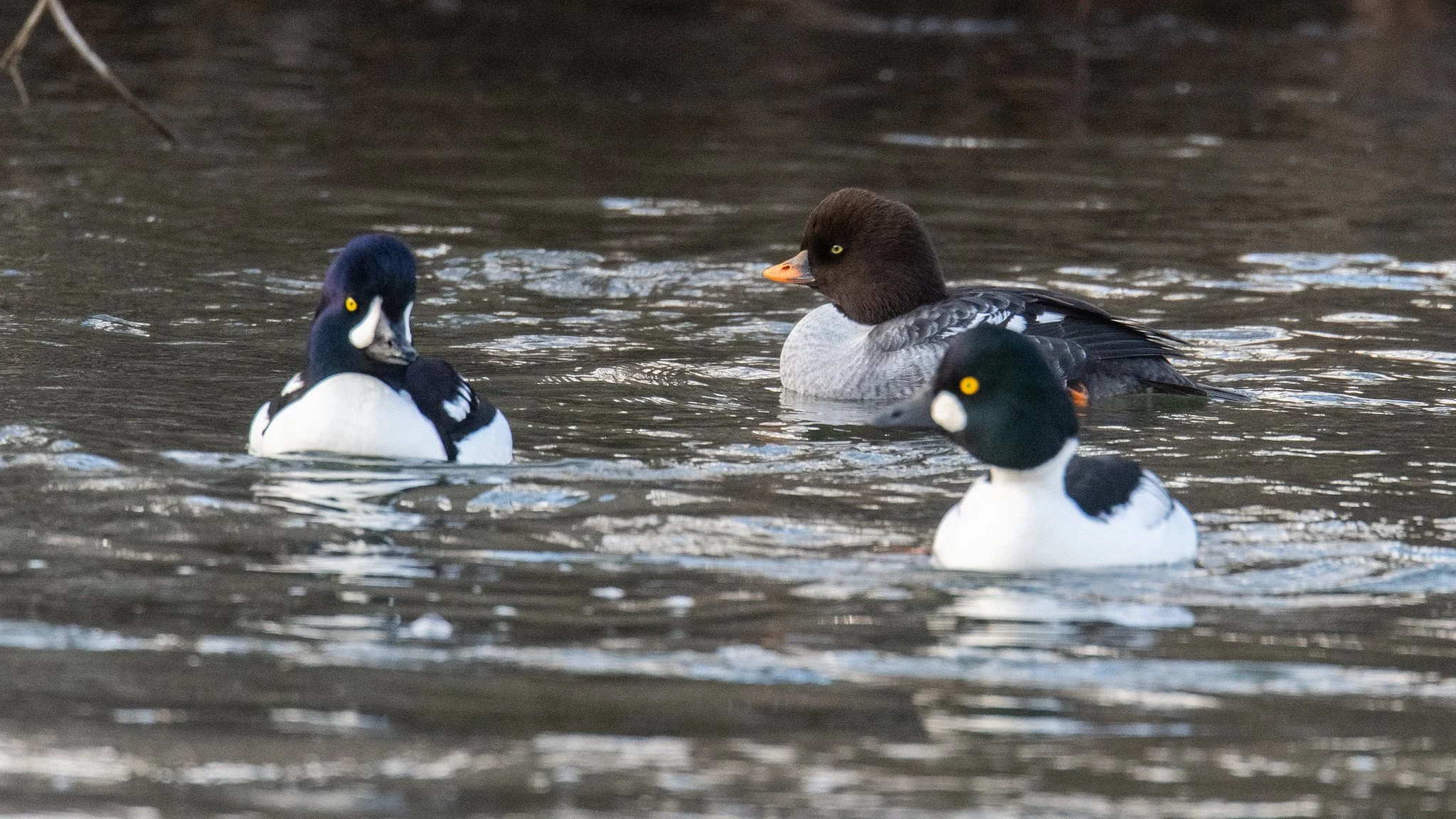Barrow's Goldeneye (Bucephala islandica) and Common Goldeneye (Bucephala clangula)