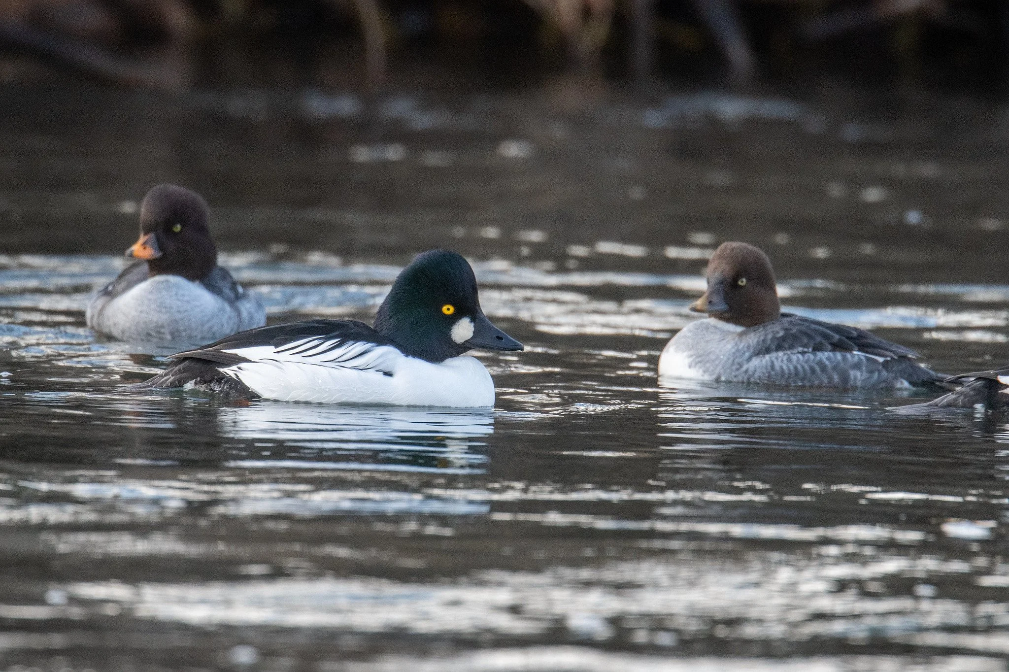 Barrow's Goldeneye (Bucephala islandica) and Common Goldeneye (Bucephala clangula)