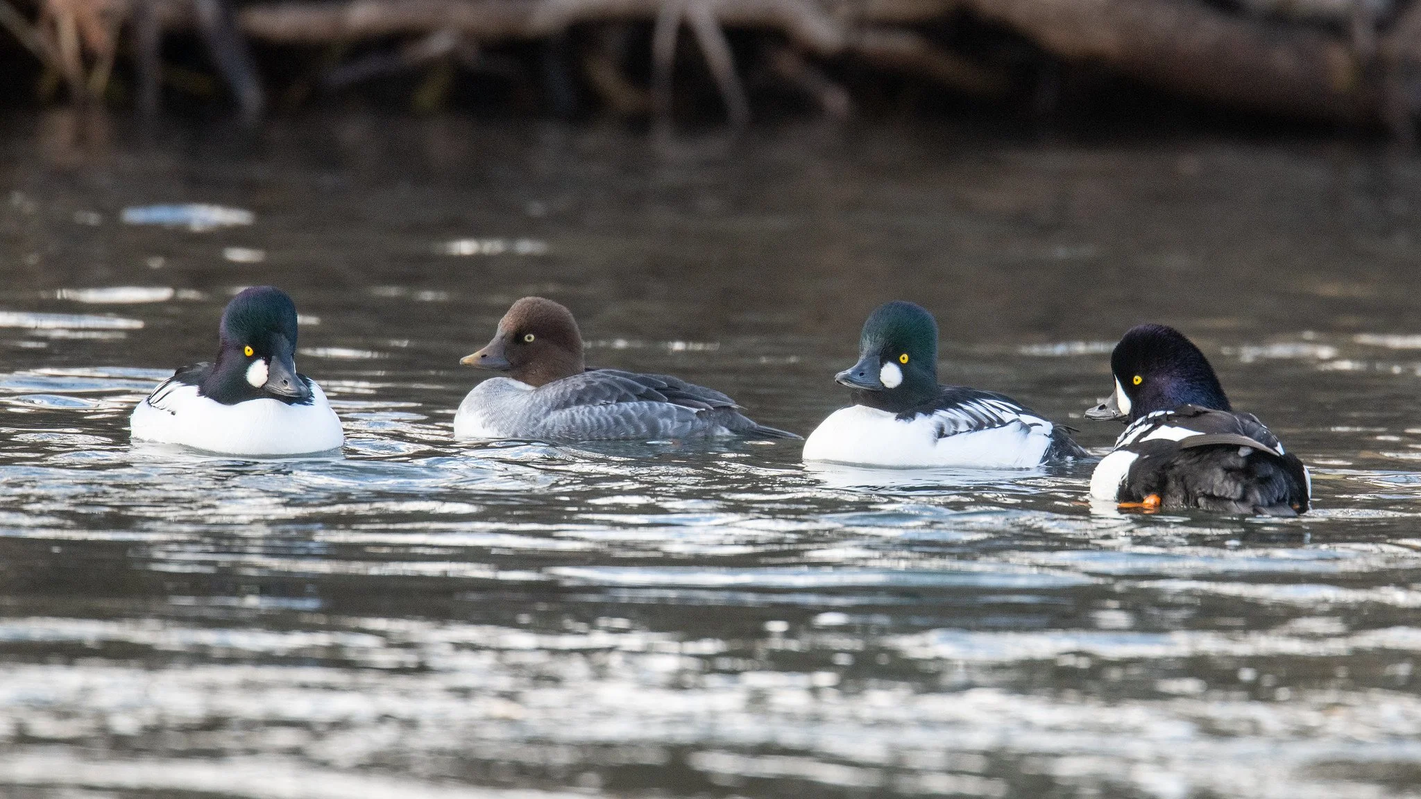 Barrow's Goldeneye (Bucephala islandica) and Common Goldeneye (Bucephala clangula)