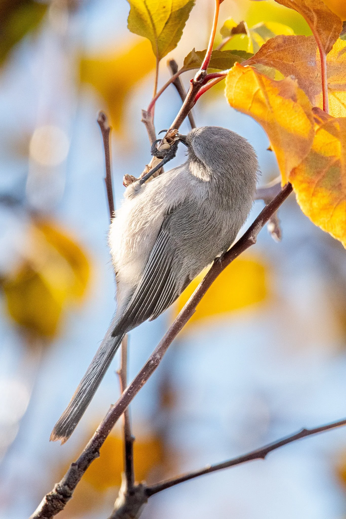 Bushtit, Interior (Psaltriparus minimus plumbeus)