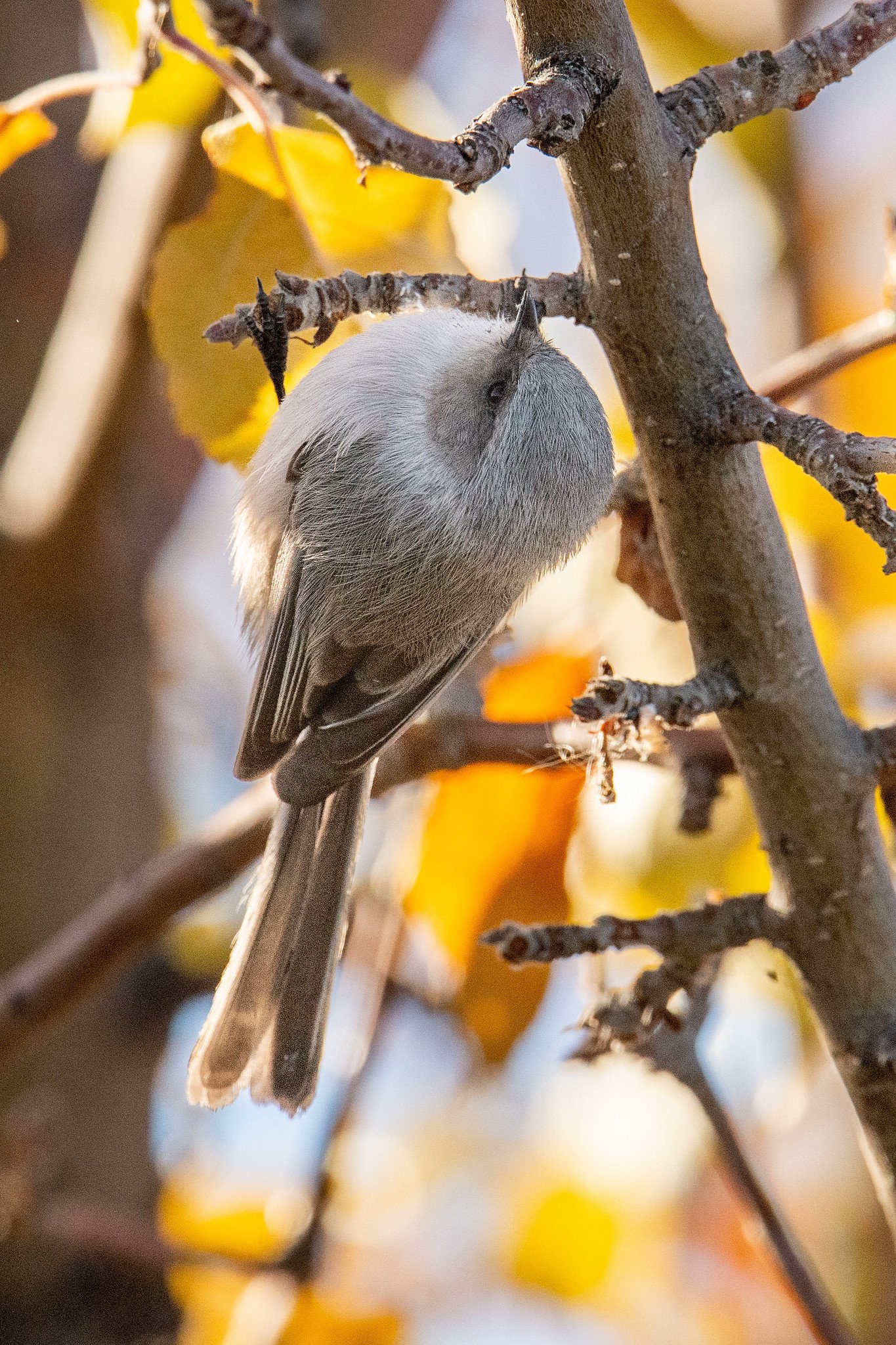 Bushtit, Interior (Psaltriparus minimus plumbeus)