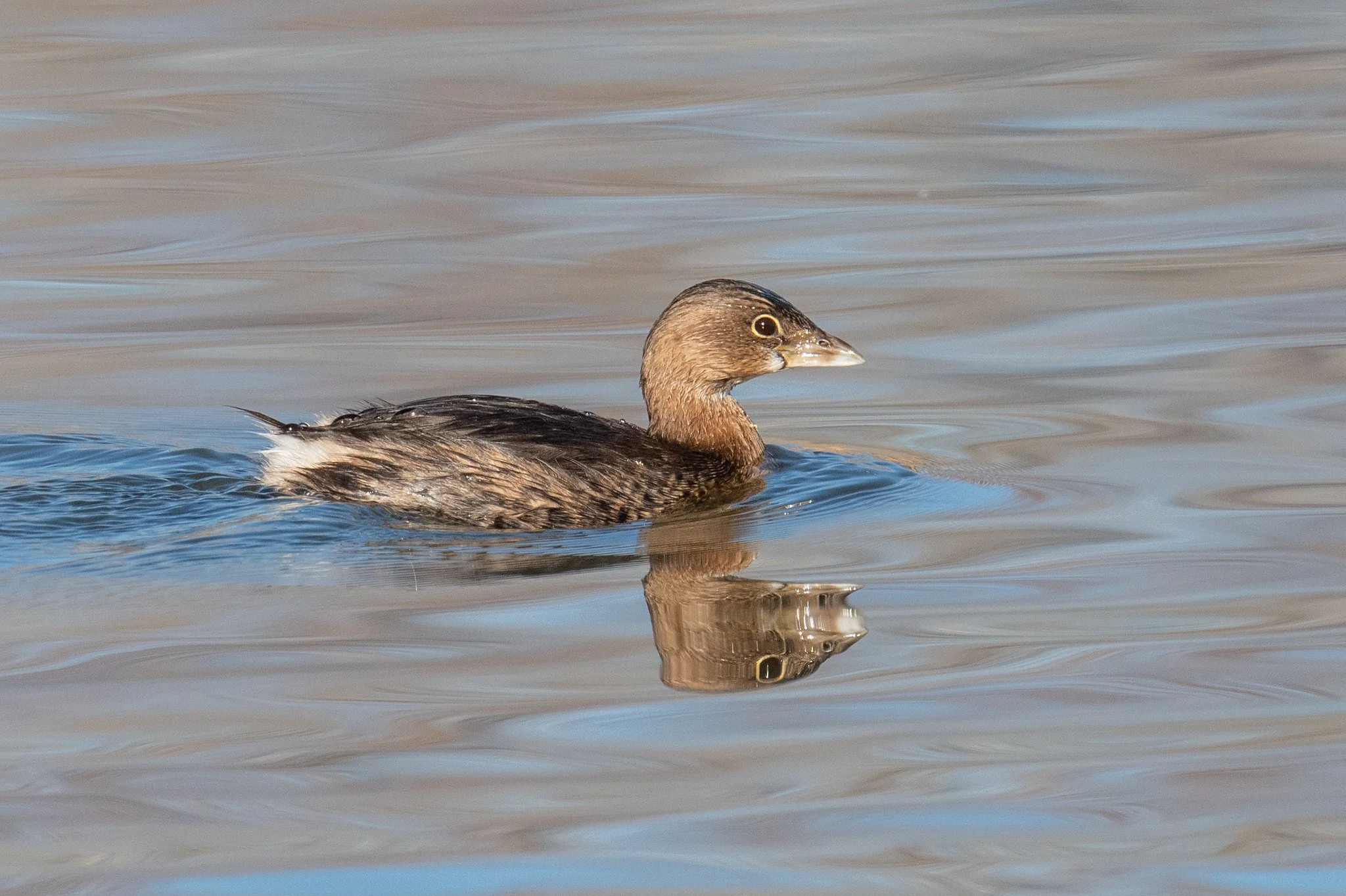 Pied-billed Grebe (Podilymbus podiceps)