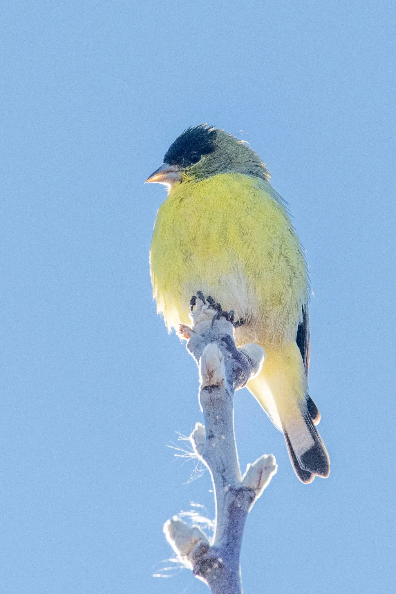 Lesser Goldfinch (Spinus psaltria)