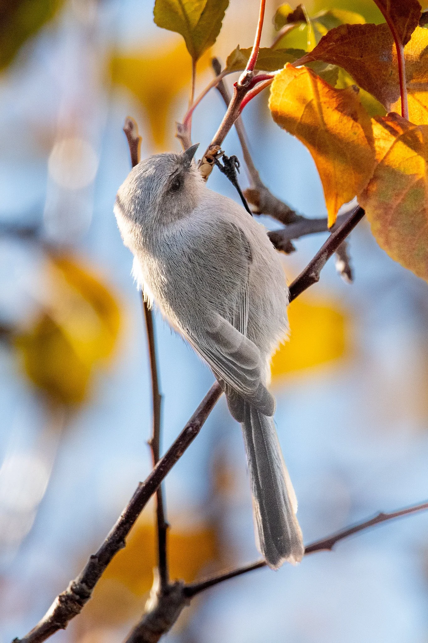 Bushtit, Interior (Psaltriparus minimus plumbeus)