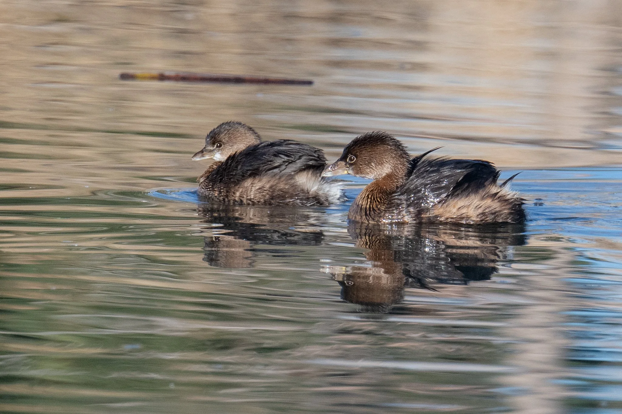 Pied-billed Grebe (Podilymbus podiceps)