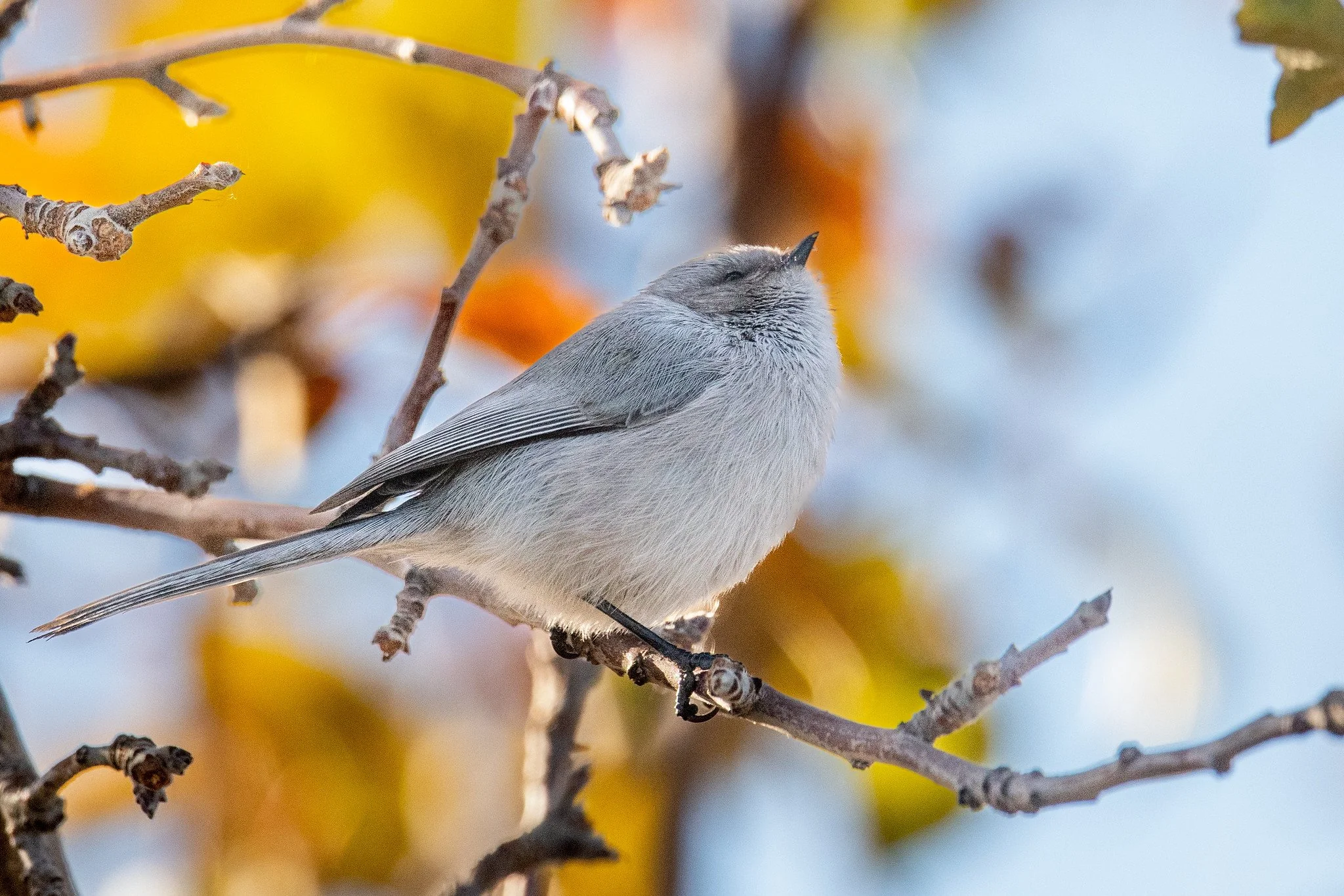 Bushtit, Interior (Psaltriparus minimus plumbeus)