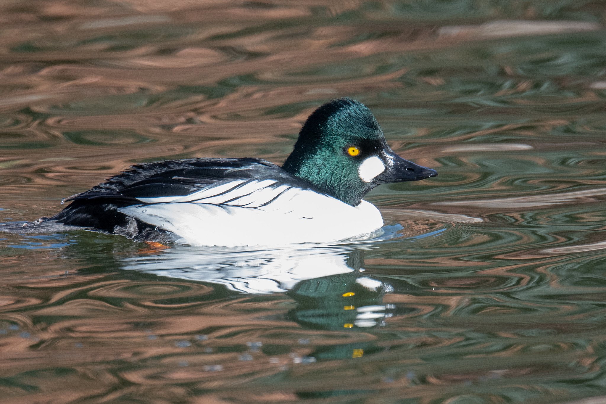 Common Goldeneye (Bucephala clangula)
