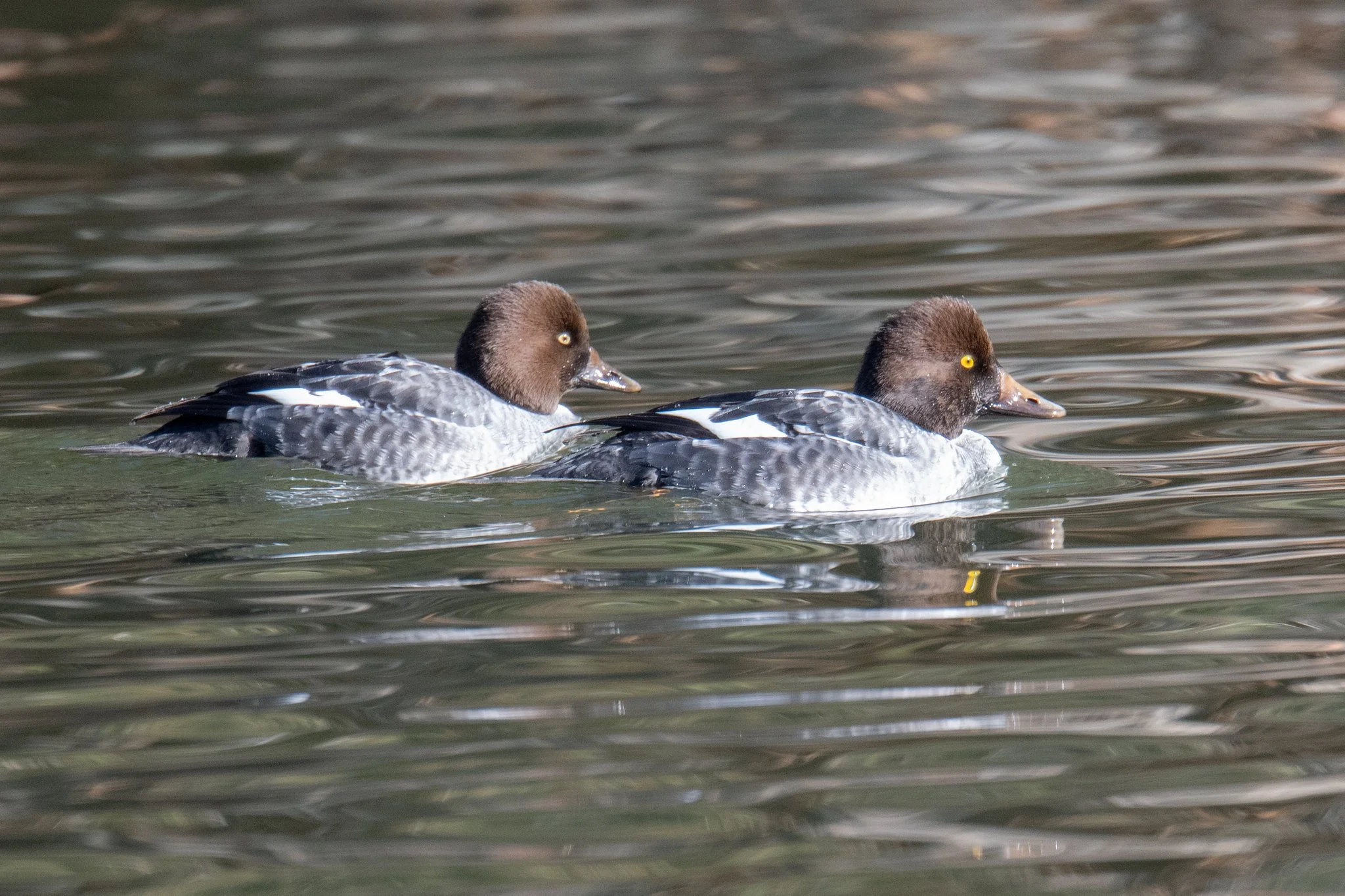 Common Goldeneye (Bucephala clangula)