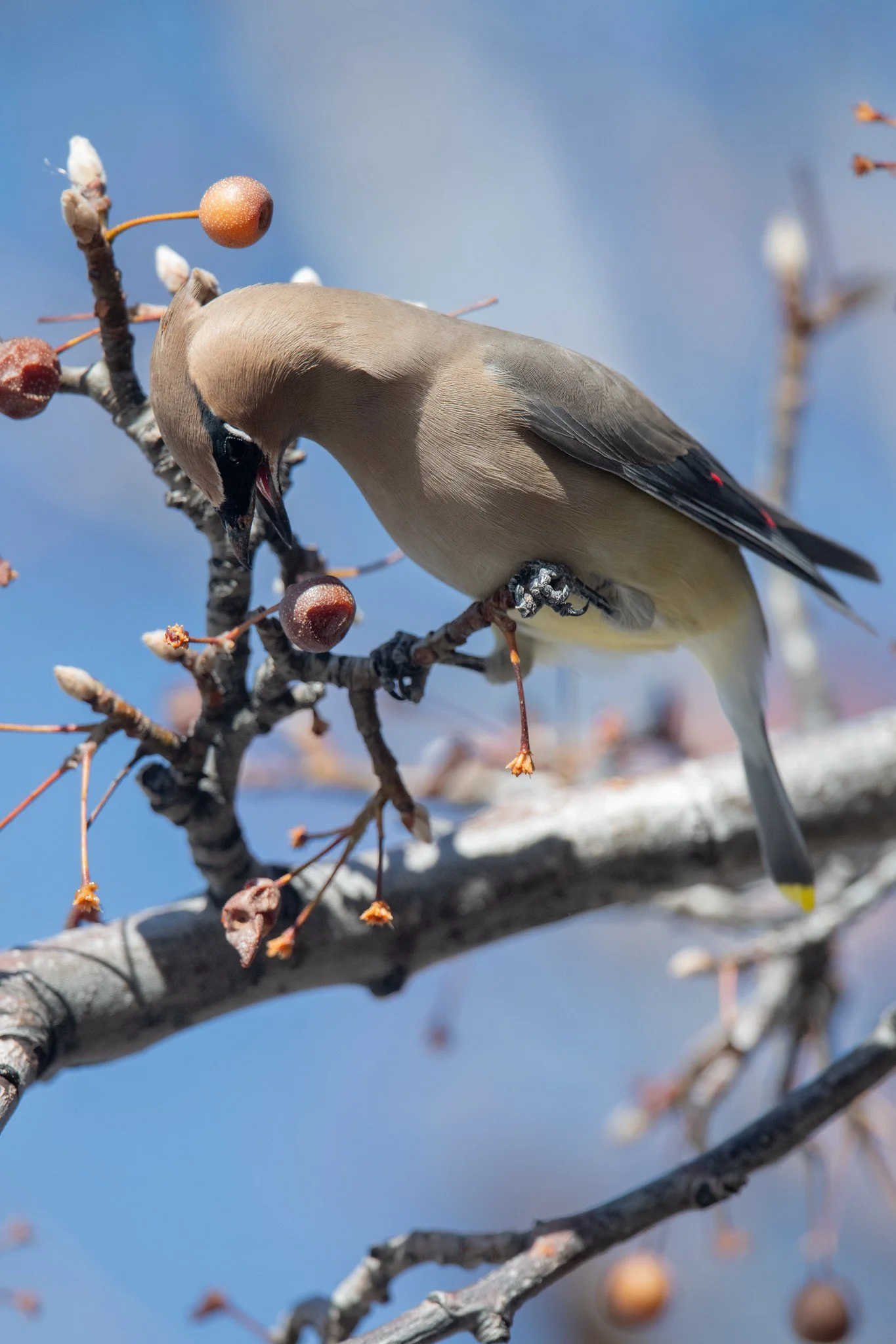 Cedar Waxwing (Bombycilla cedrorum)