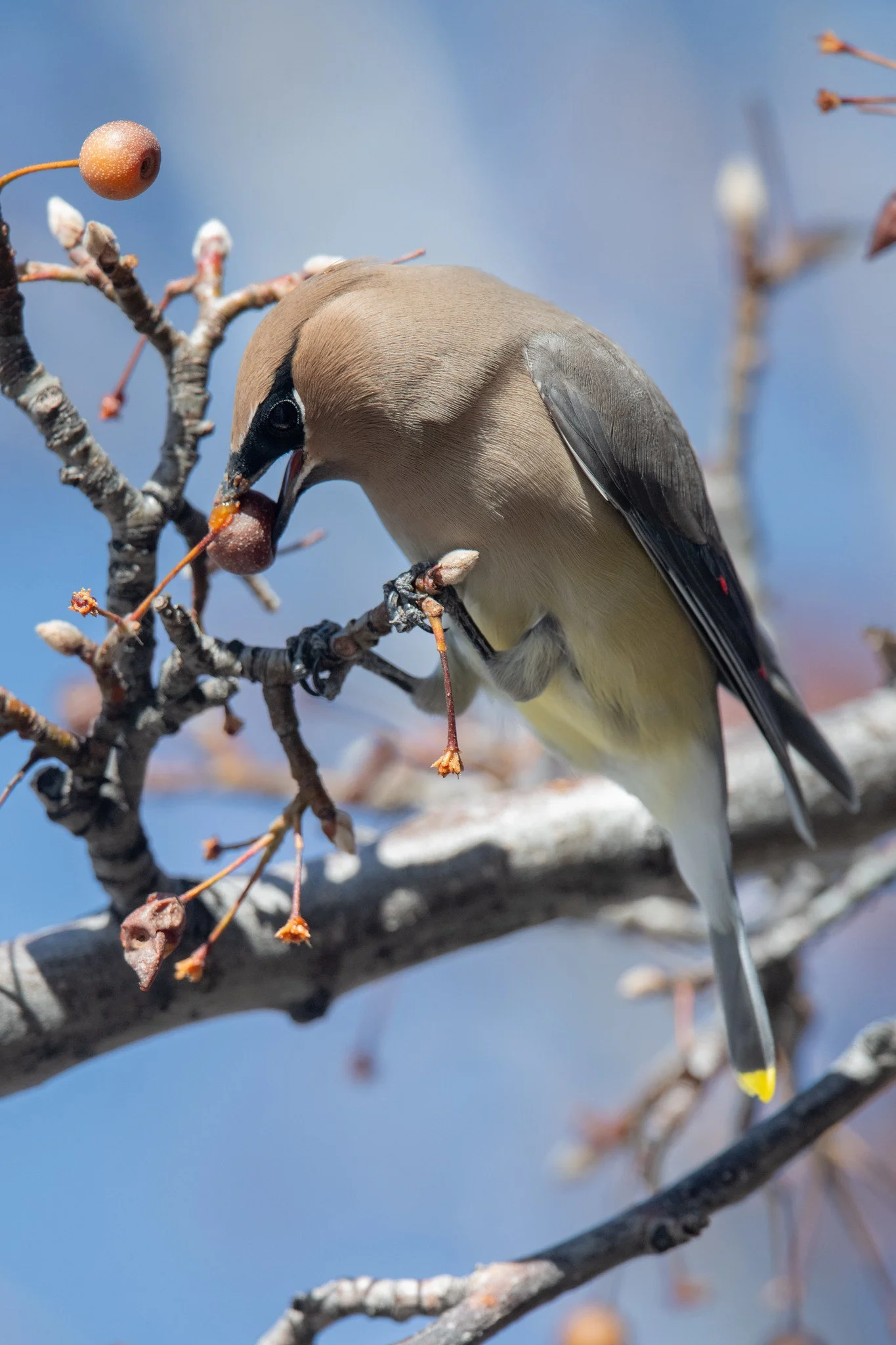 Cedar Waxwing (Bombycilla cedrorum)
