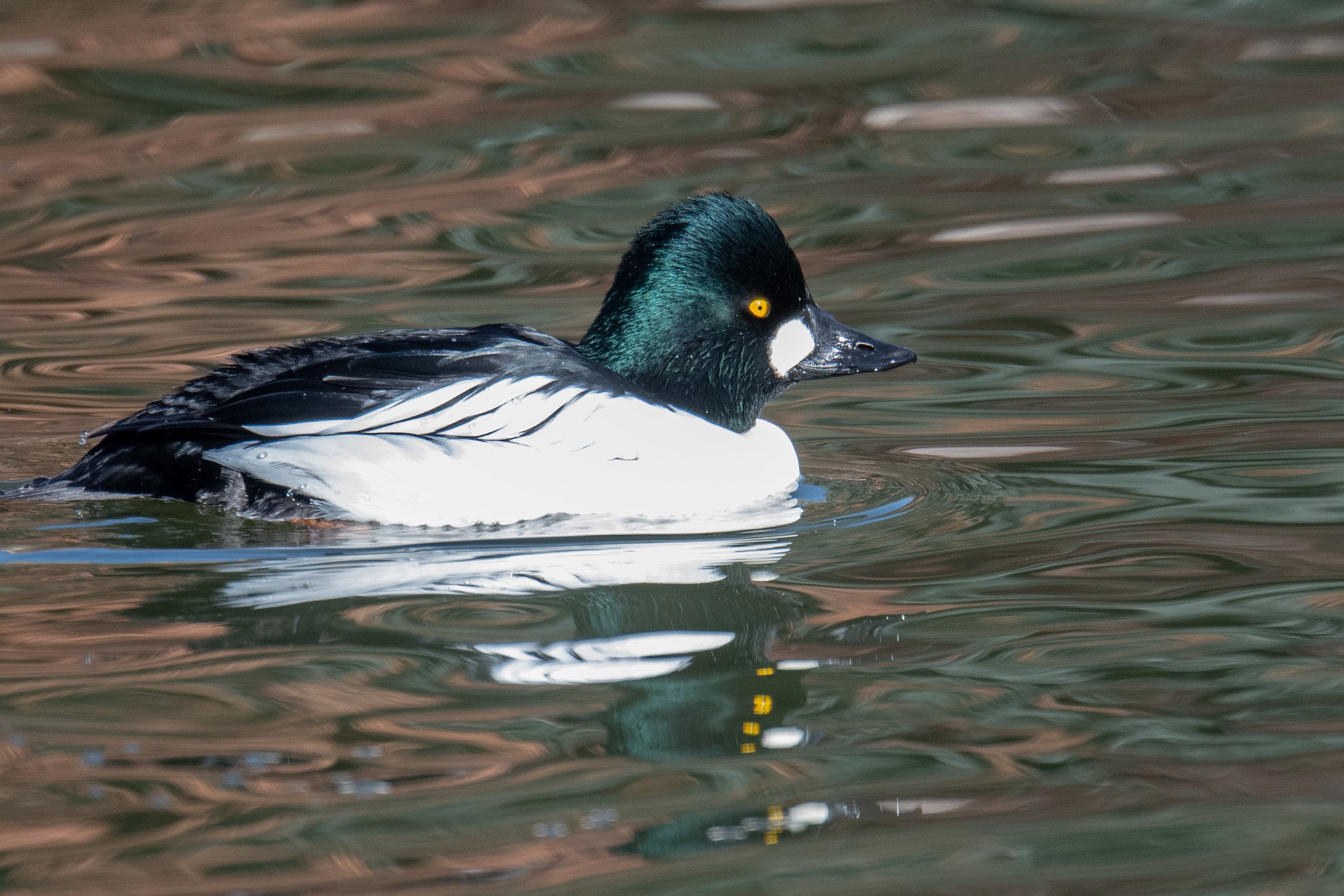 Common Goldeneye (Bucephala clangula)