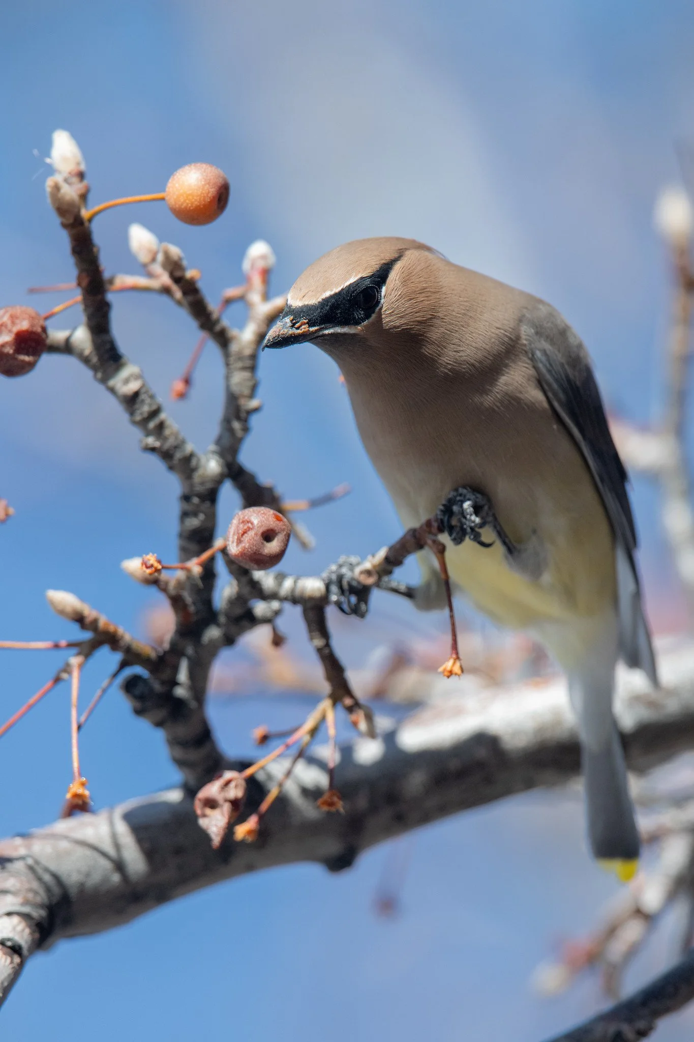 Cedar Waxwing (Bombycilla cedrorum)