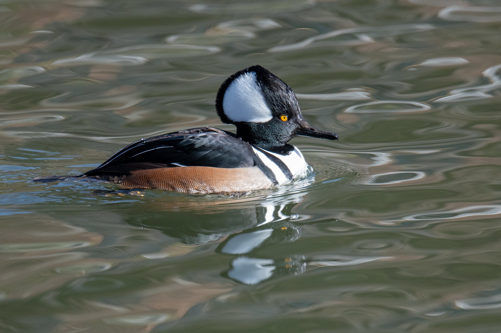 Hooded Merganser (Lophodytes cucullatus)